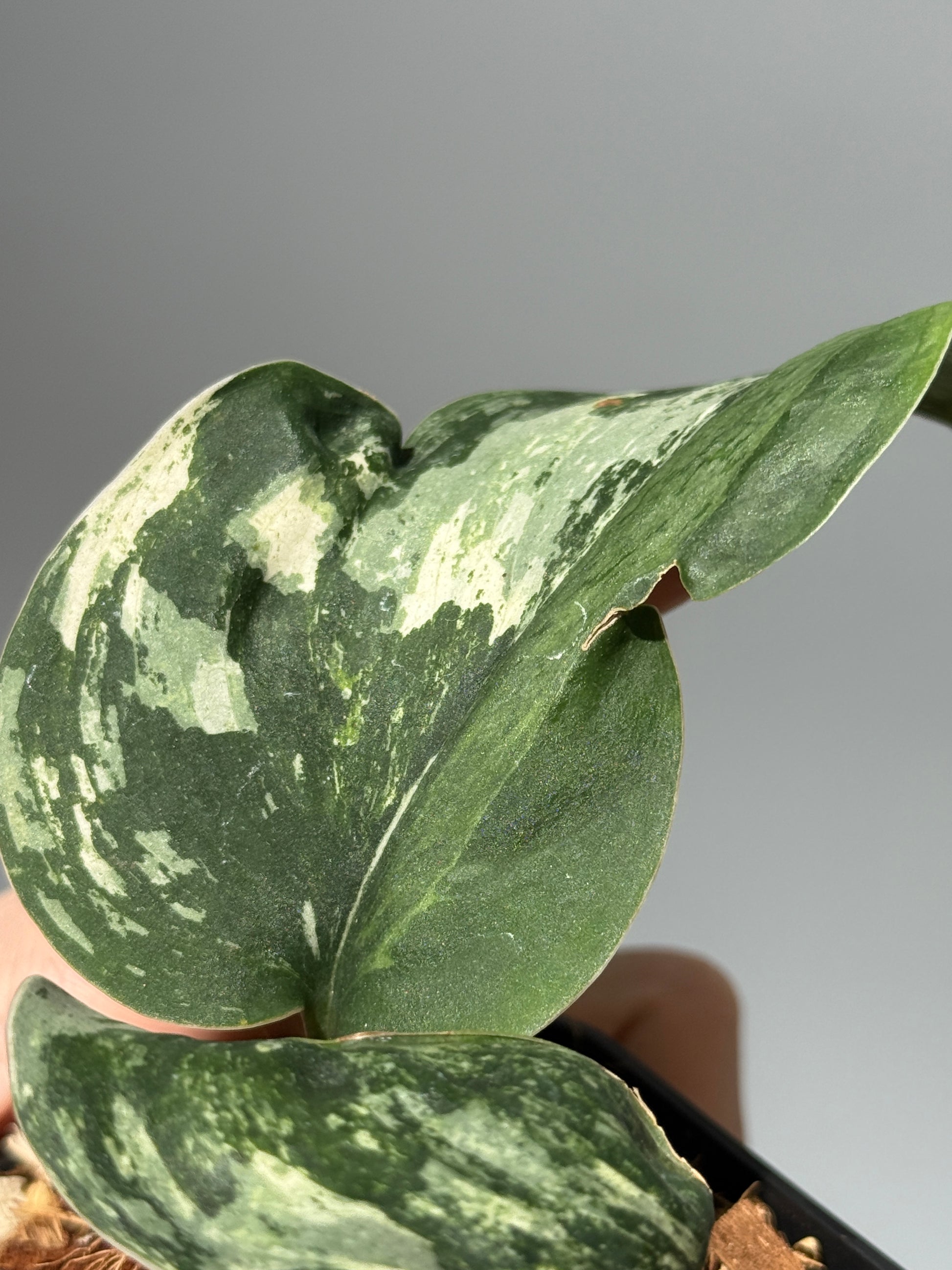 スキンダプサス シルバースプラッシュ ミューテーション/ Scindapsus Silver splash mutation  (3)