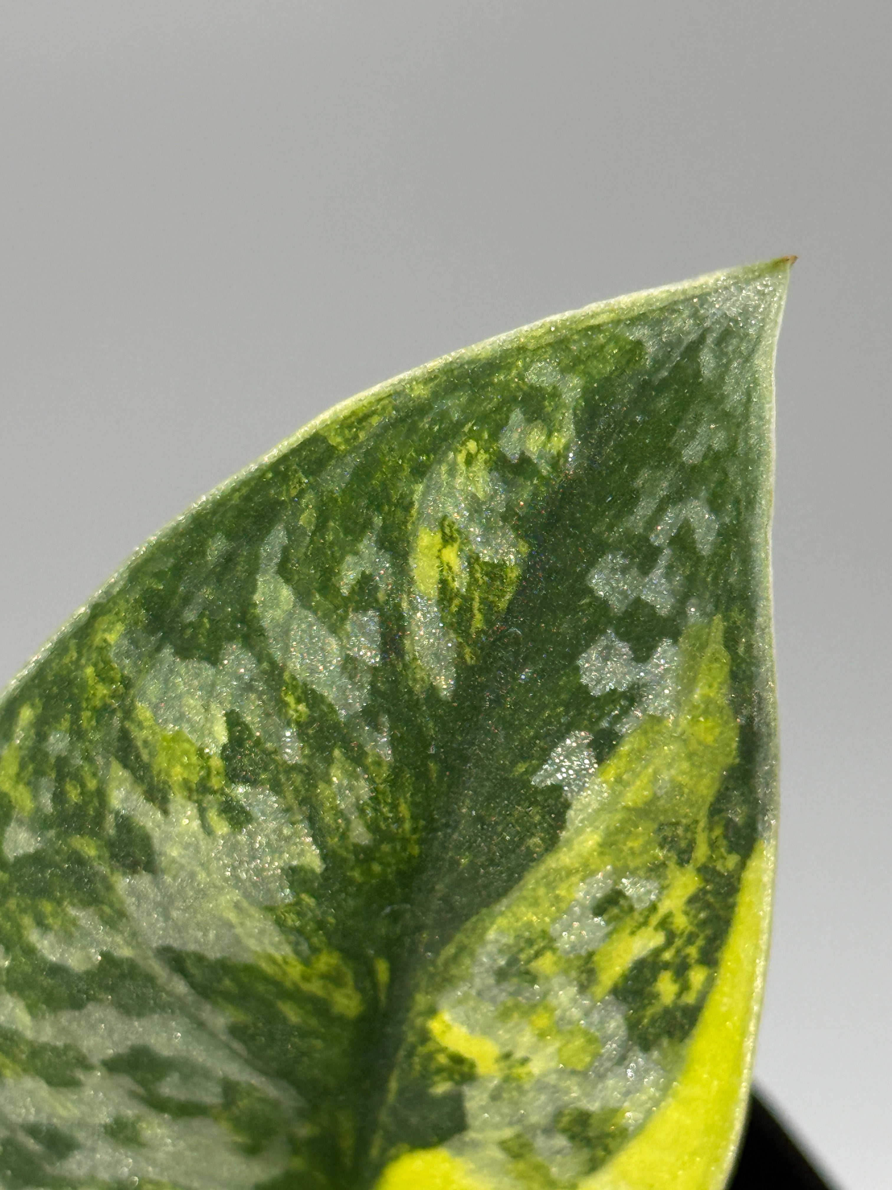 スキンダプサス グリーン ダイヤモンド / Scindapsus Green diamond (1