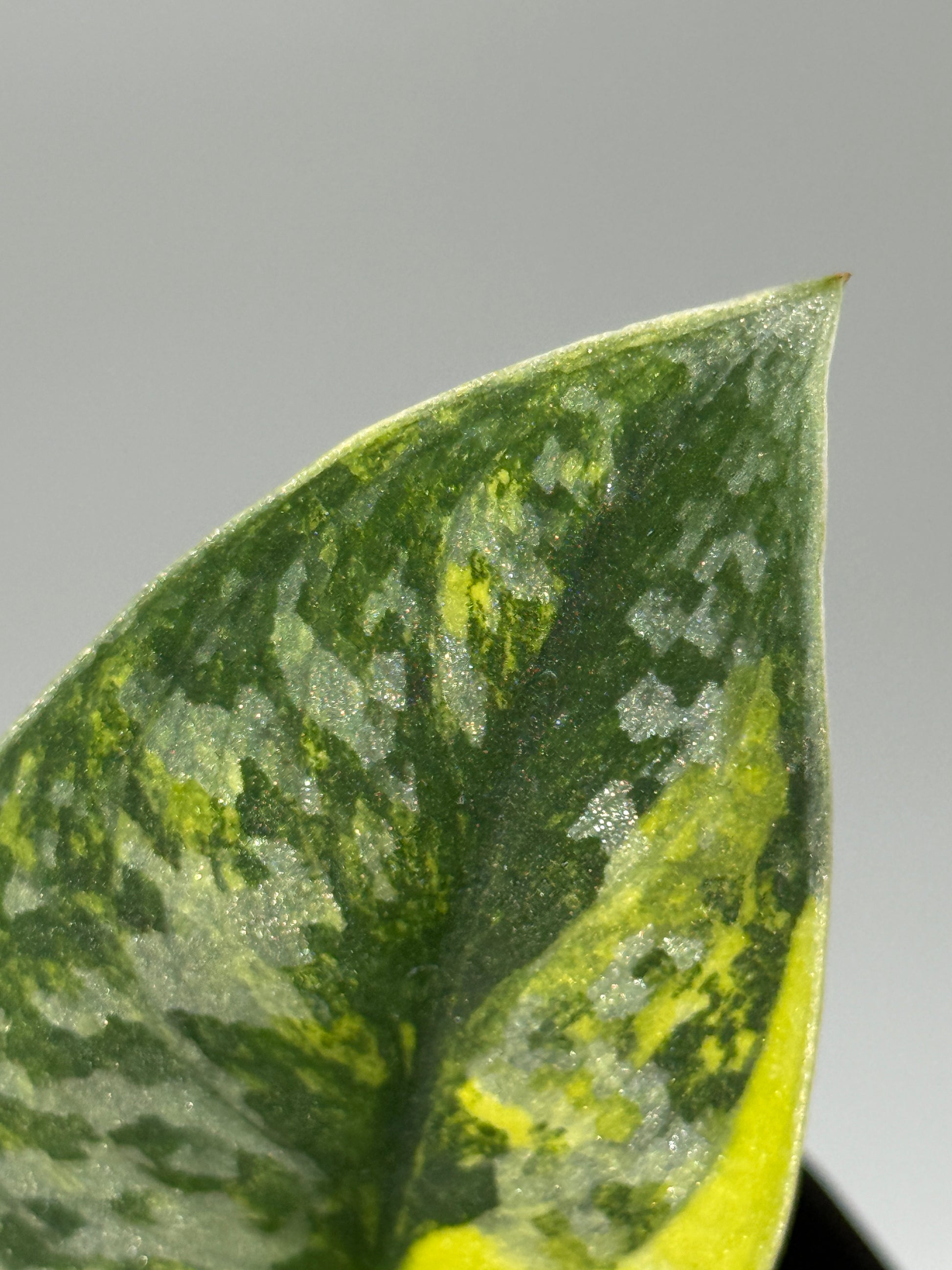 スキンダプサス グリーン ダイヤモンド / Scindapsus Green diamond (1)