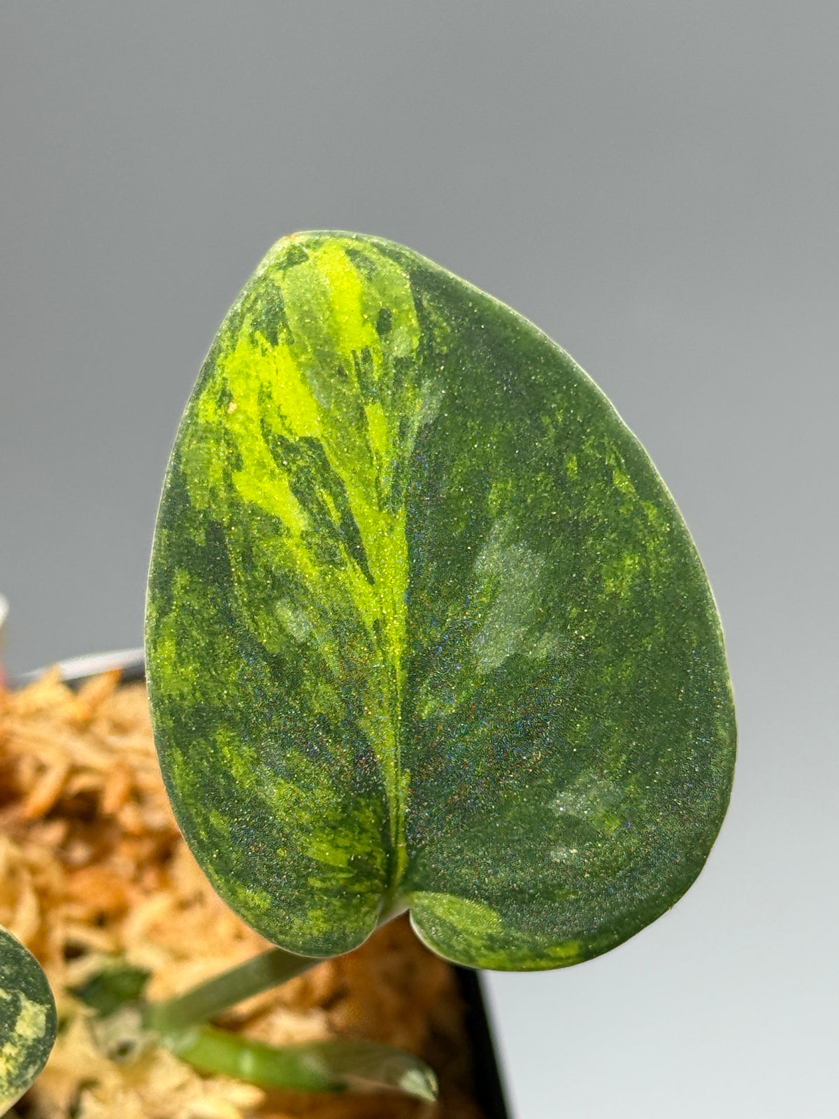スキンダプサス グリーン ダイヤモンド / Scindapsus Green diamond (1)