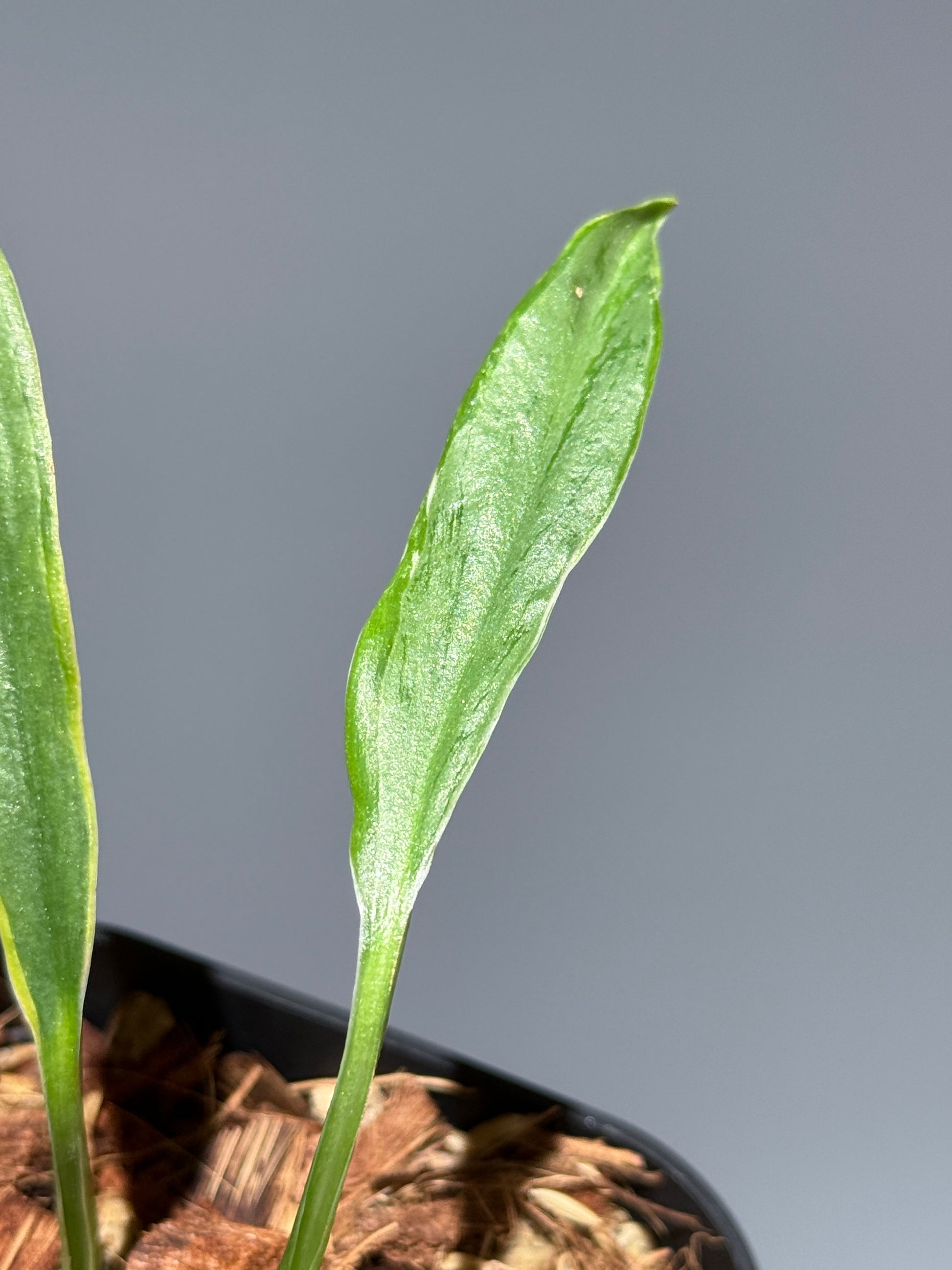 スキンダプサス トレビー ラバ リップスティック / Scindapsus Treubii lava lipstick (1)