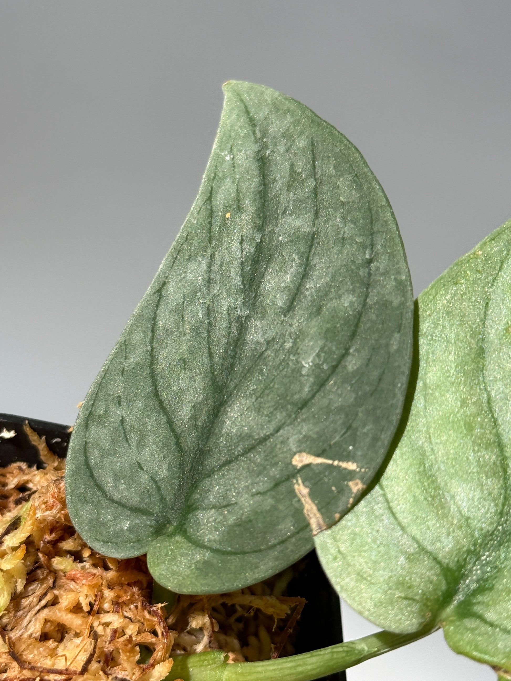 スキンダプサス グリーンベイン / Scindapsus Green vein (1)
