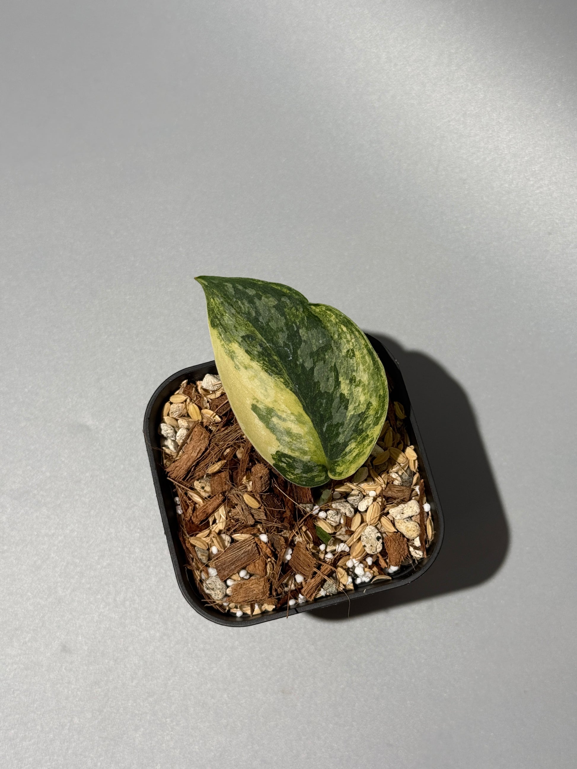 スキンダプサス ラジャタプラ  / Scindapsus Rajatapura (1)