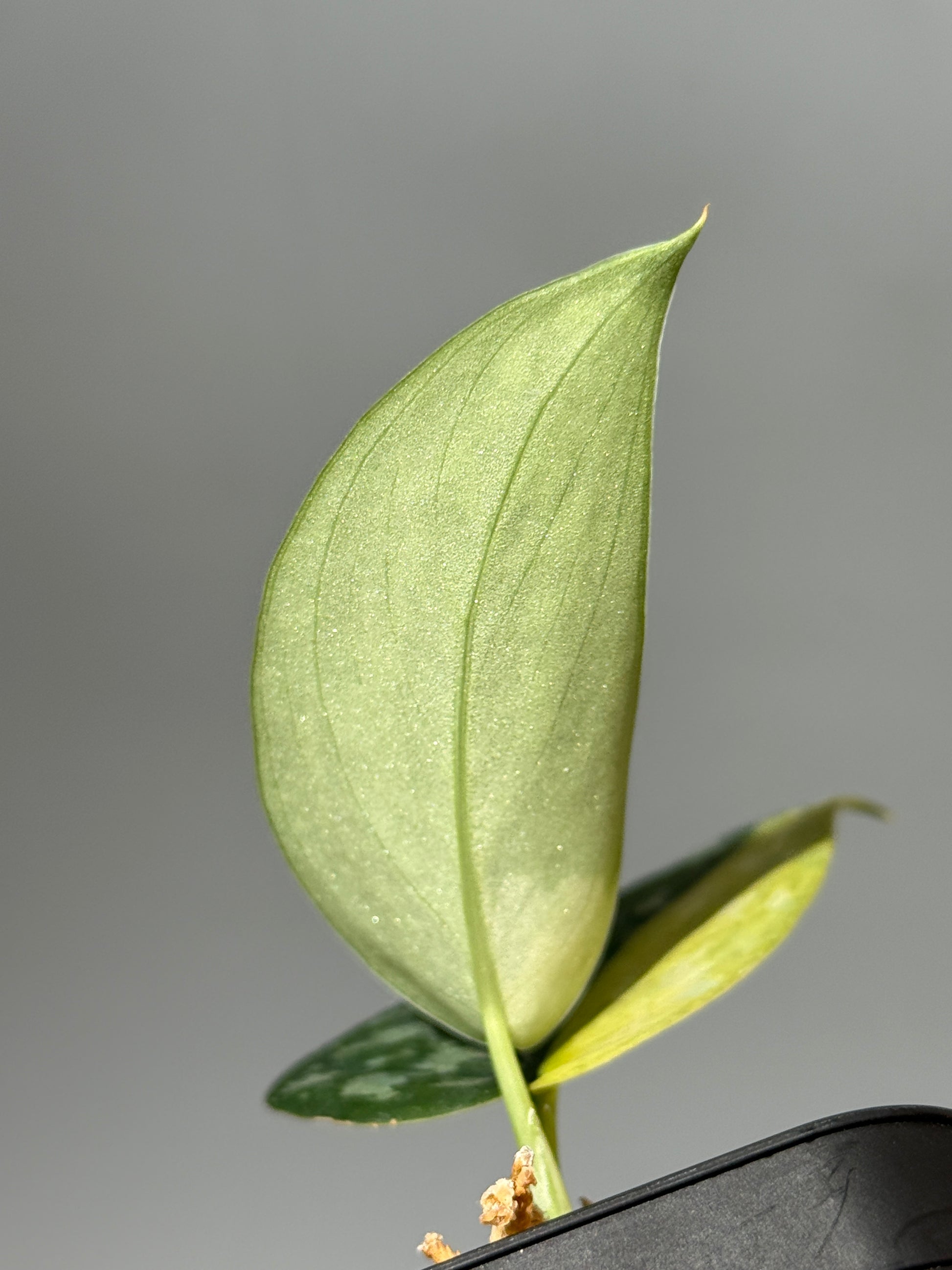 スキンダプサス マッチャ / Scindapsus matcha (1)
