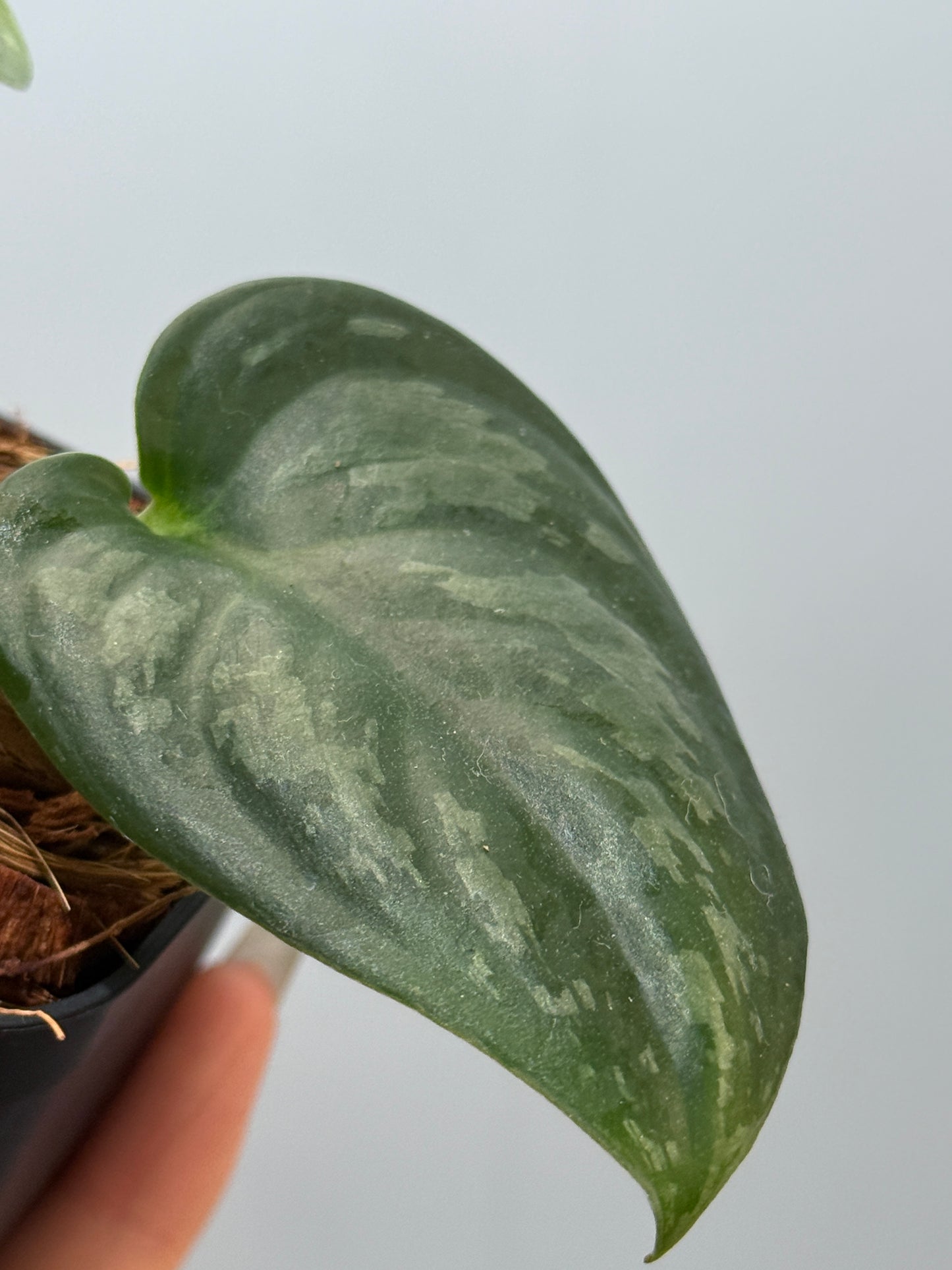 スキンダプサス エキゾチカ グローシ sp.サラワク / Scindapsus exotica glosy sp.serawak (4)