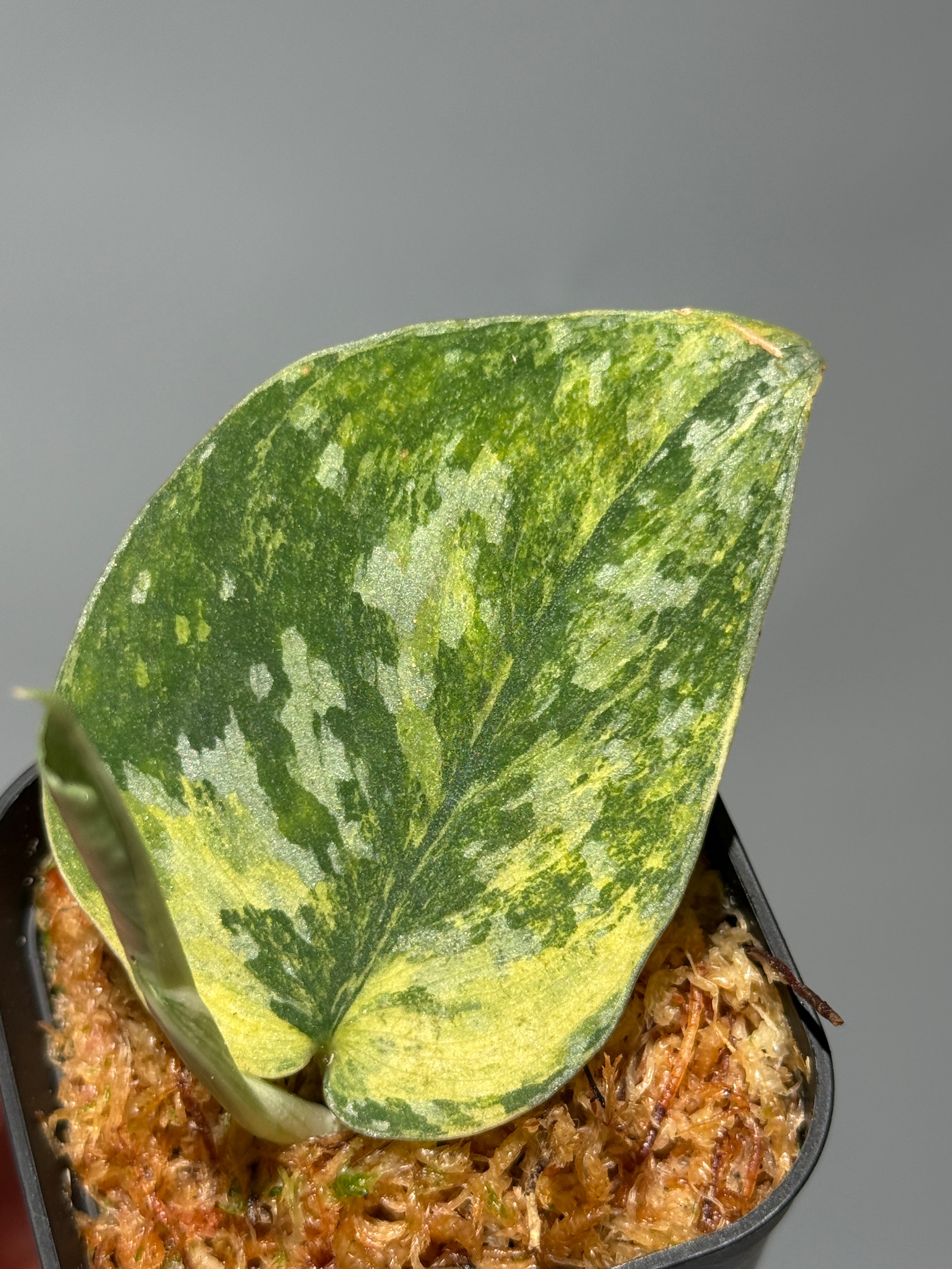 All Plants – Page 2 – Nakayama-Plants
