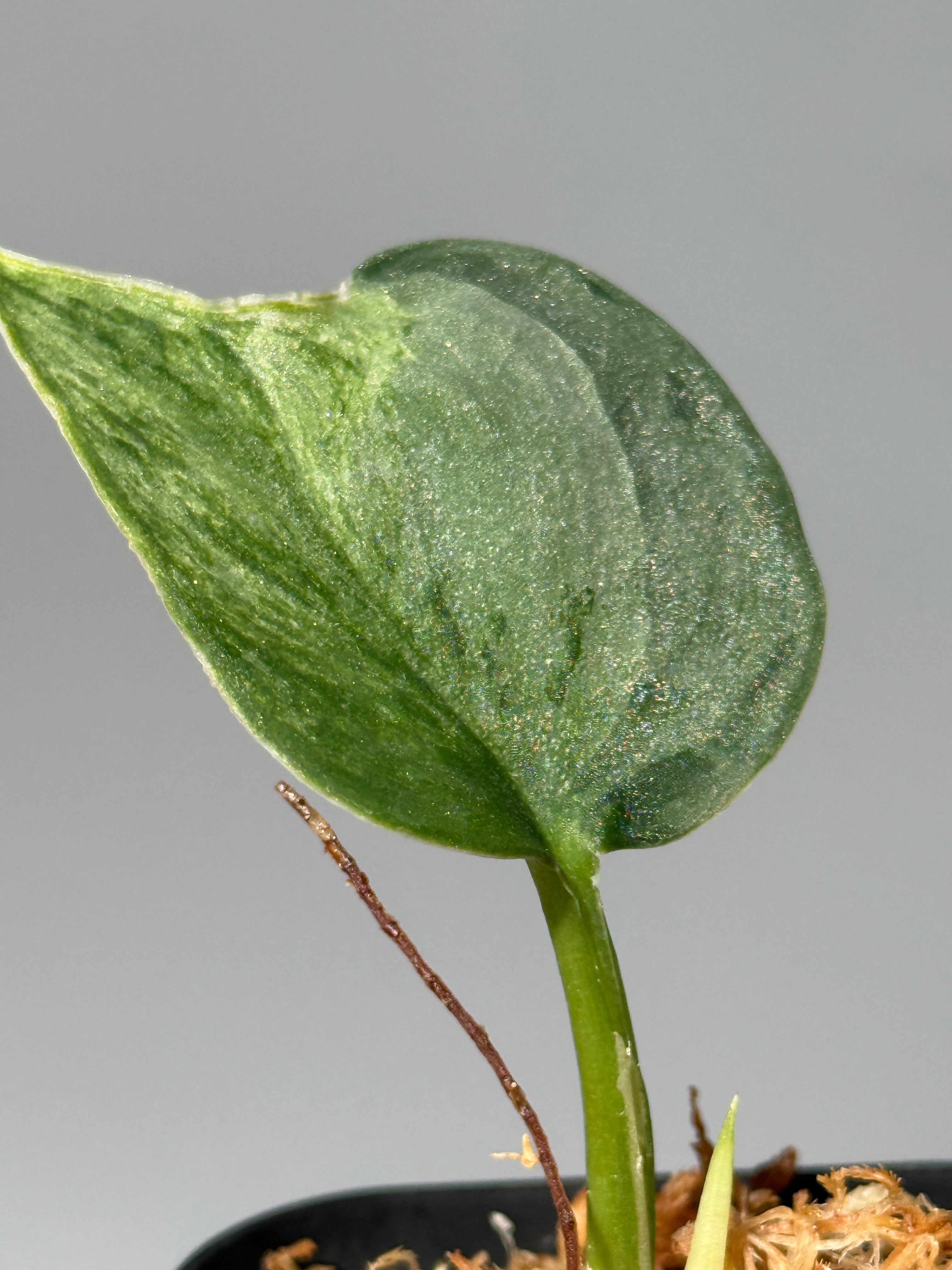 All Plants – Page 2 – Nakayama-Plants