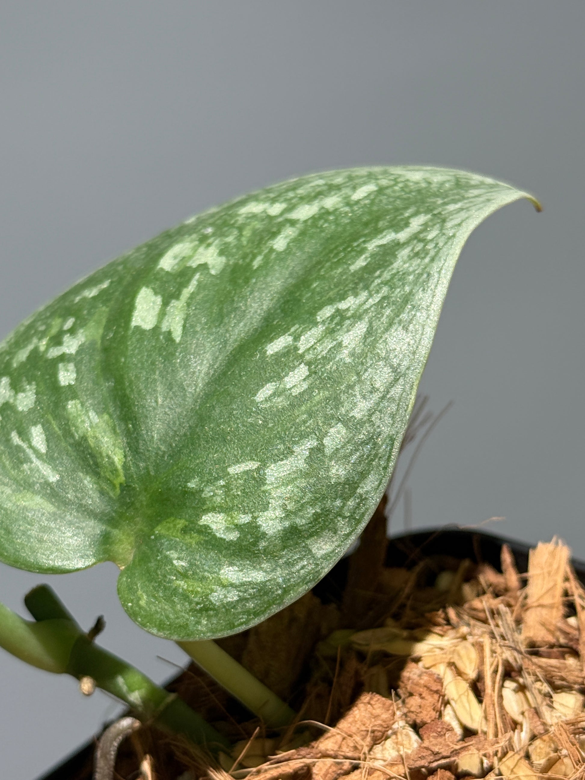 スキンダプサス  Sp.カリマンタン / Scindapsus Sp.Kalimantan (1)