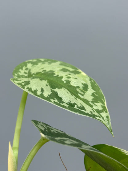 スキンダプサス マヤリ / Scindapsus mayari (3)