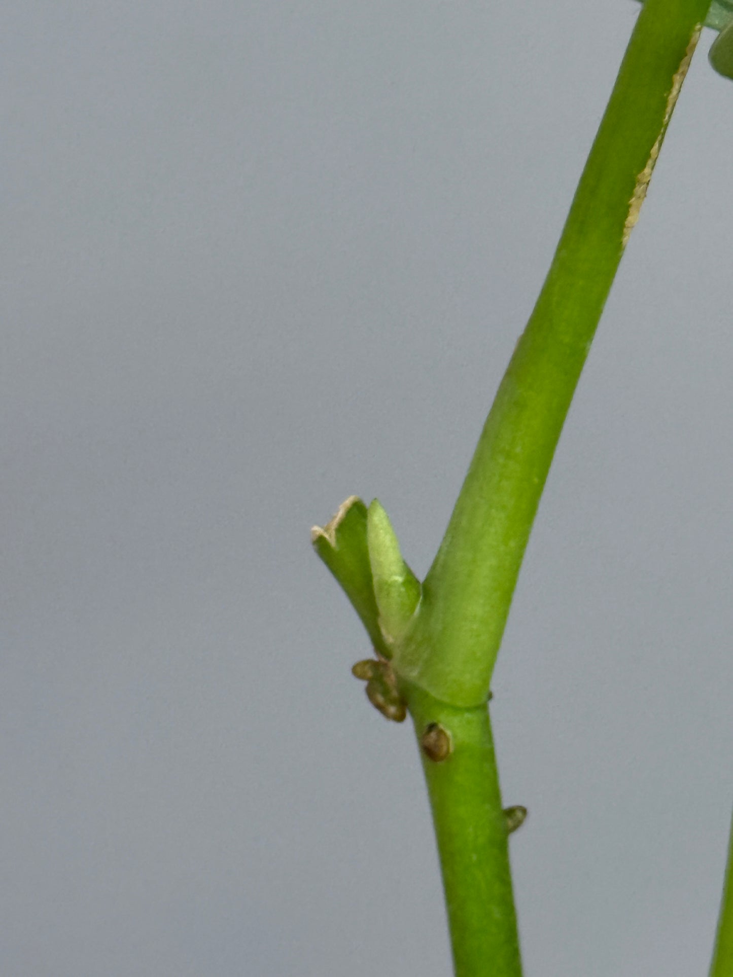 スキンダプサス sp.ジャンビ / Scindapsus sp.jambi (2)