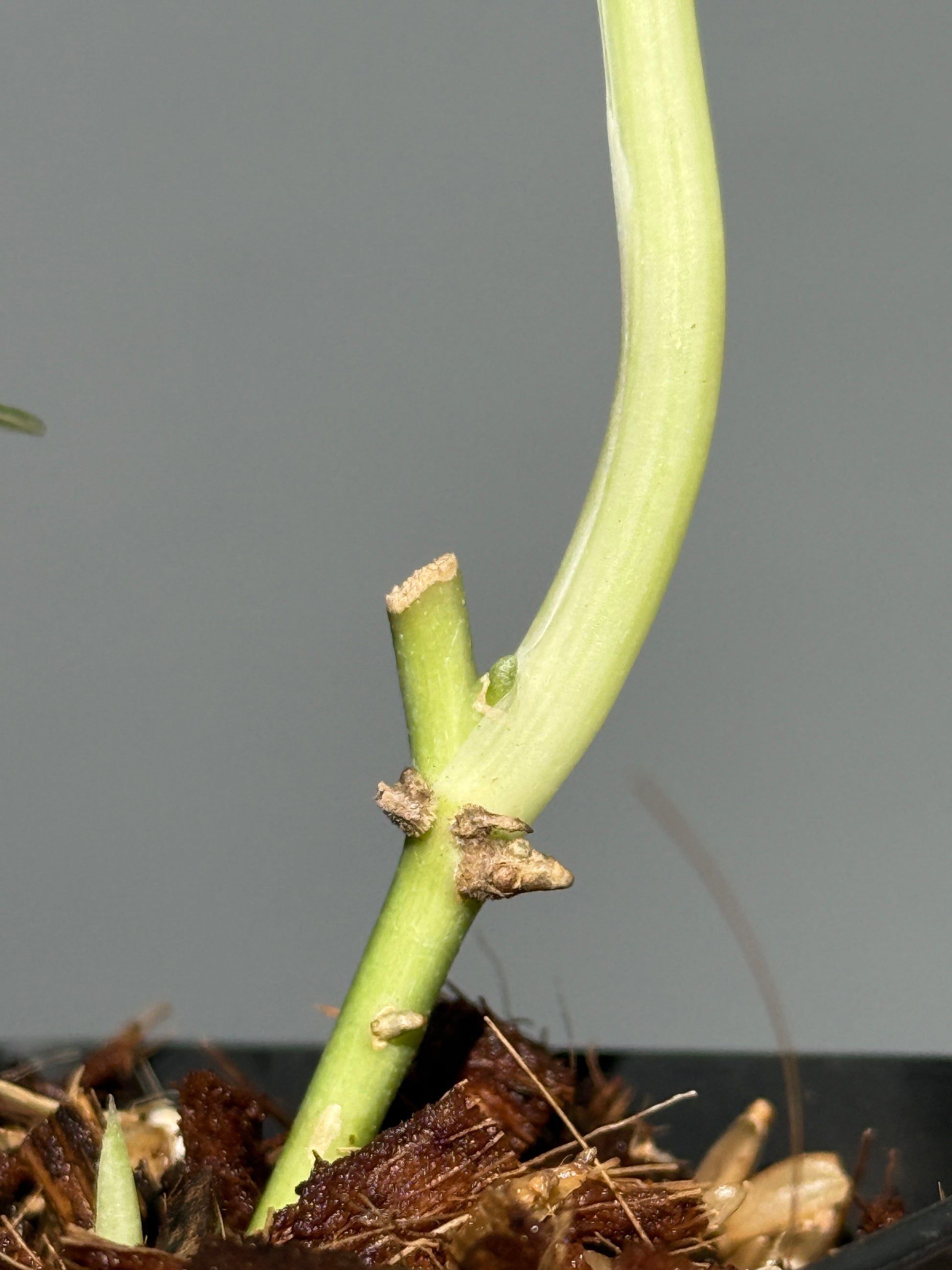 スキンダプサス グリーン エメラルド / Scindapsus green emerald (1)