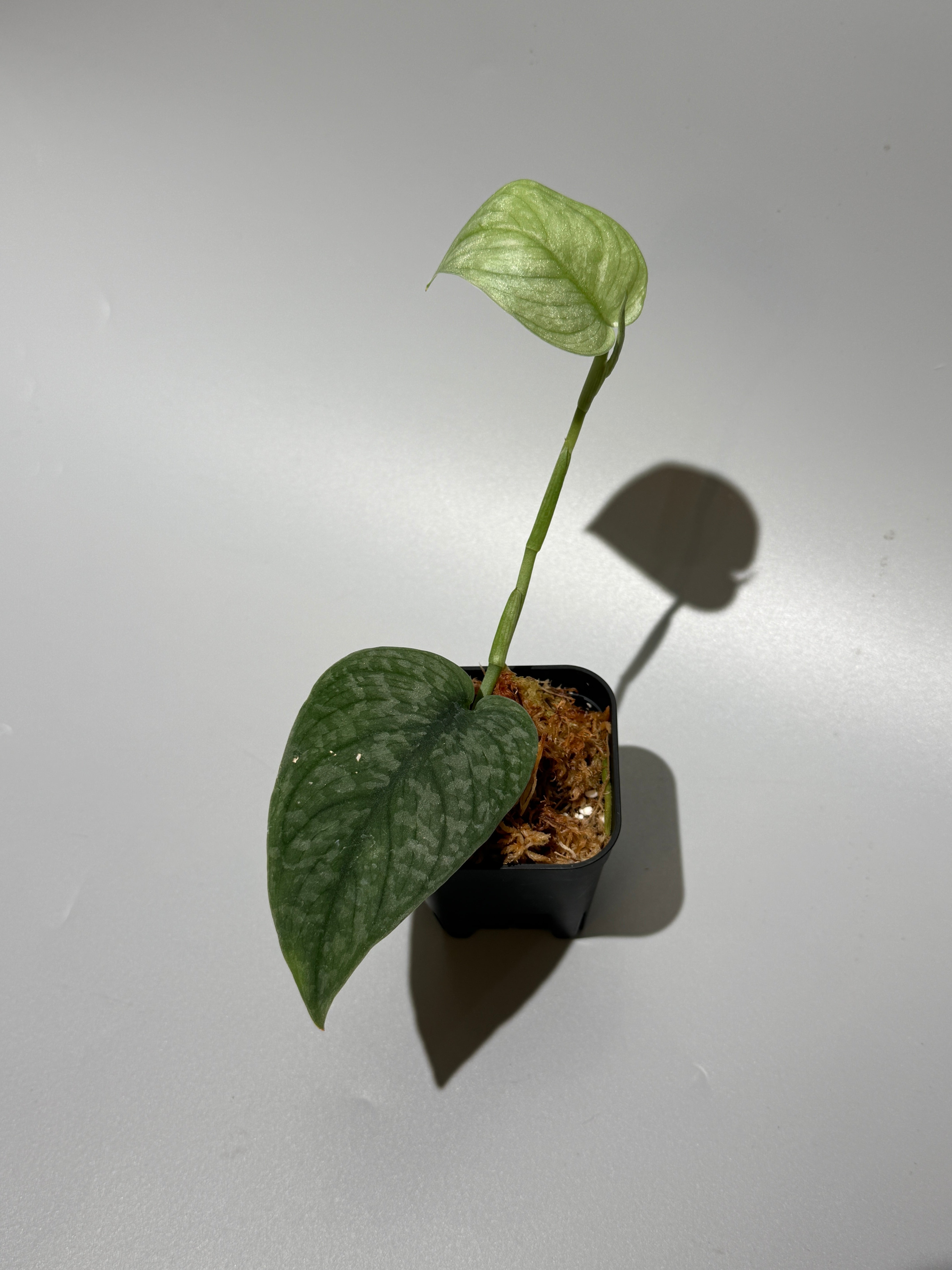 新着商品 – Nakayama-Plants