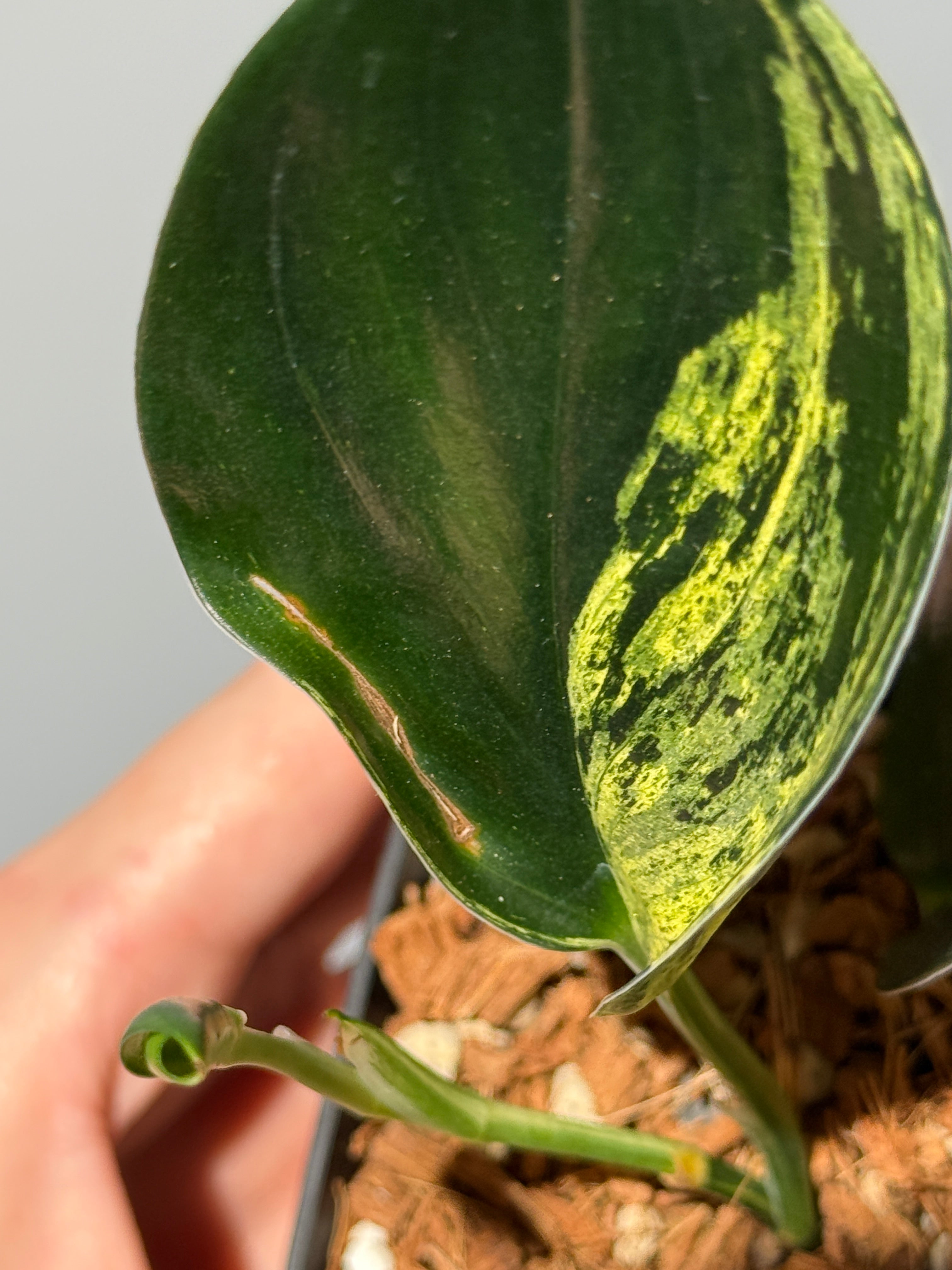 All Plants – Nakayama-Plants