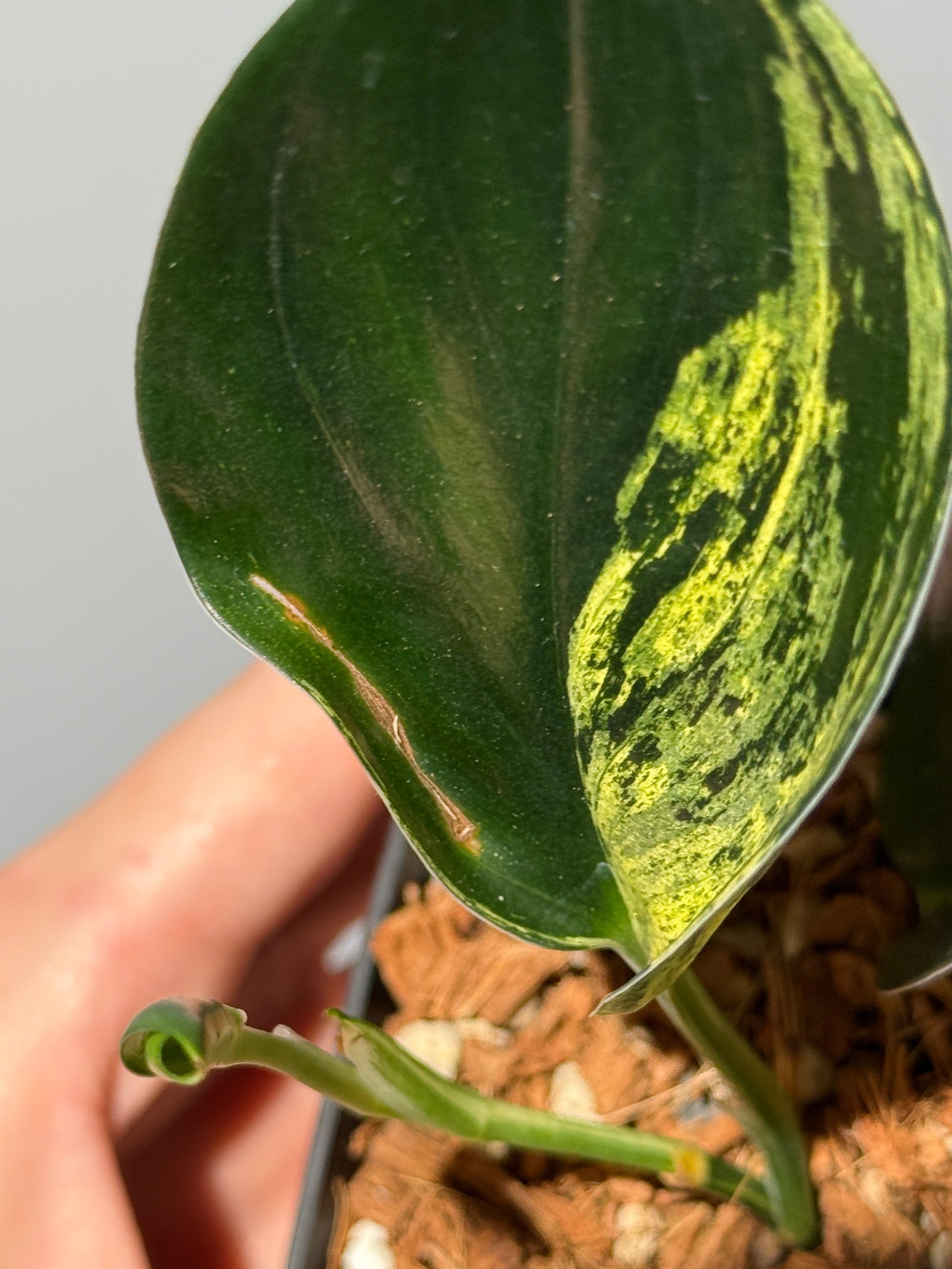 スキンダプサス トレビー ダークフォーム イエロー斑入り/Scindapsus darkform yellow var.(1)