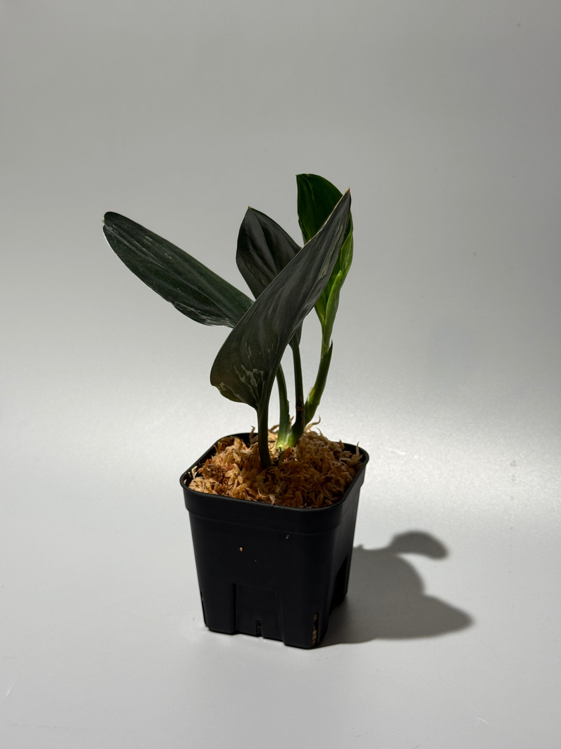 スキンダプサス トレビー ダークフォーム ミューテーション/Scindapsus Treubii darkform mutation (2)