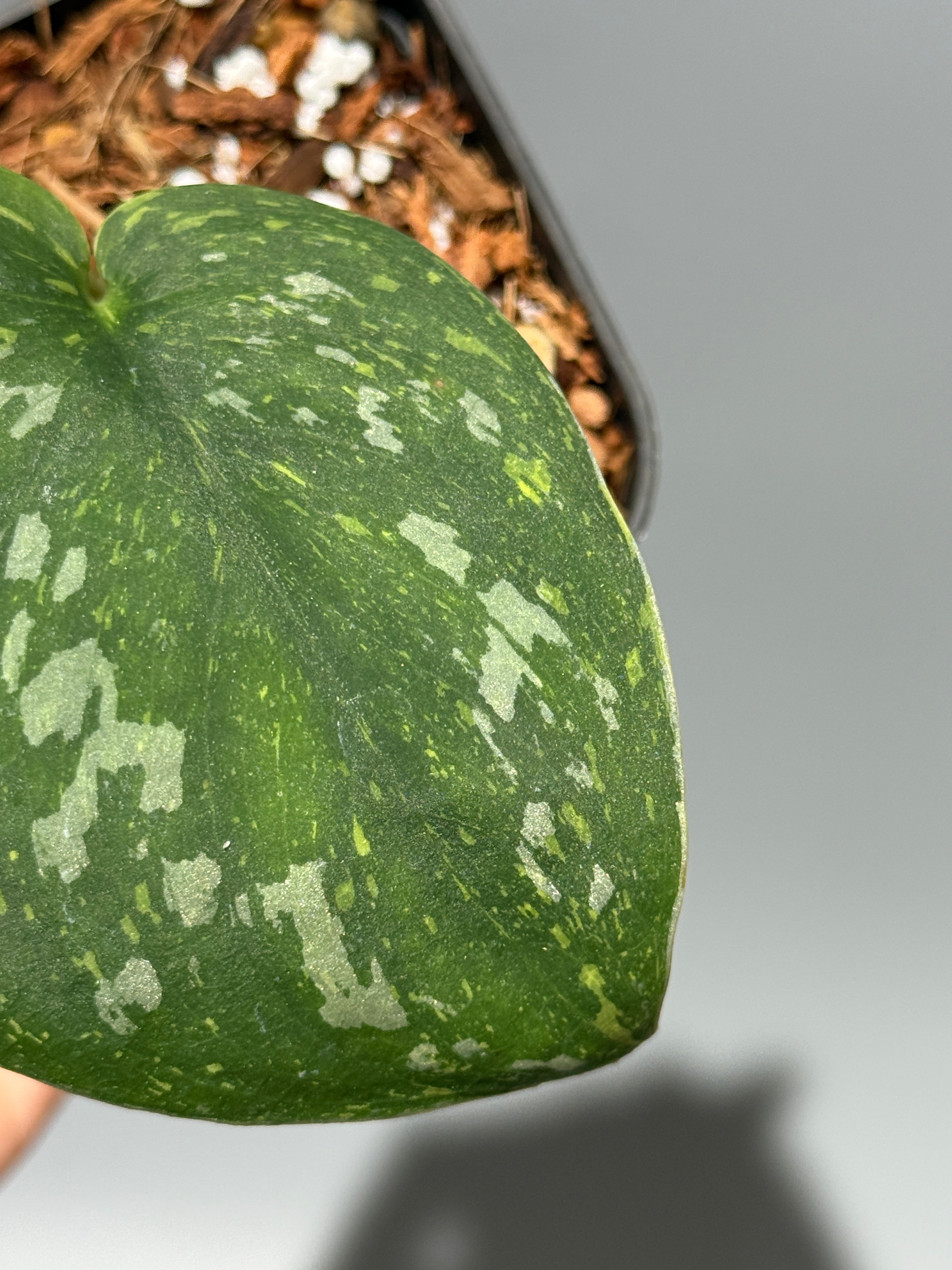 All Plants – Nakayama-Plants