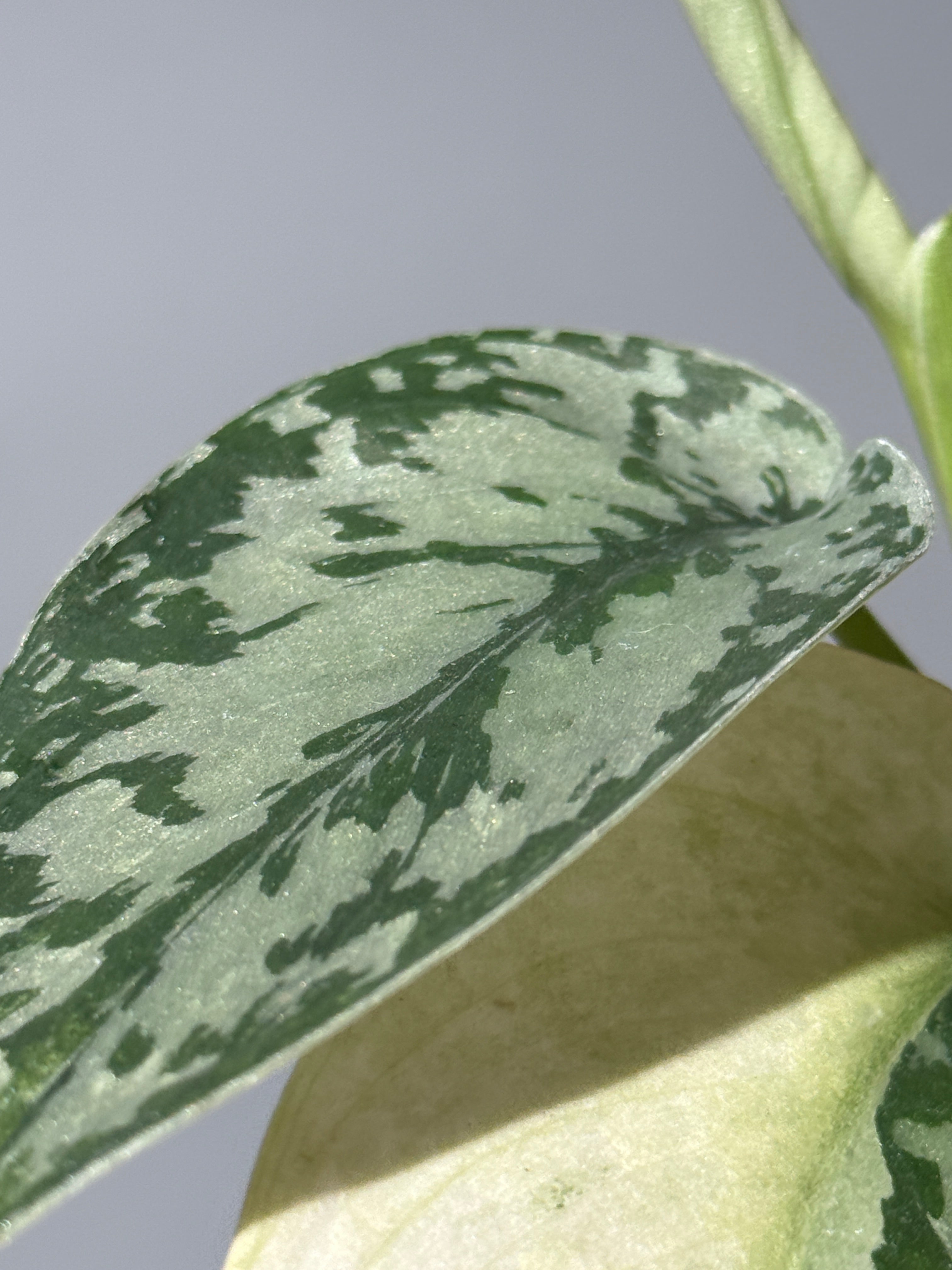 スキンダプサス ラカンビニ / Scindapsus Lakambini (1) – Nakayama-Plants