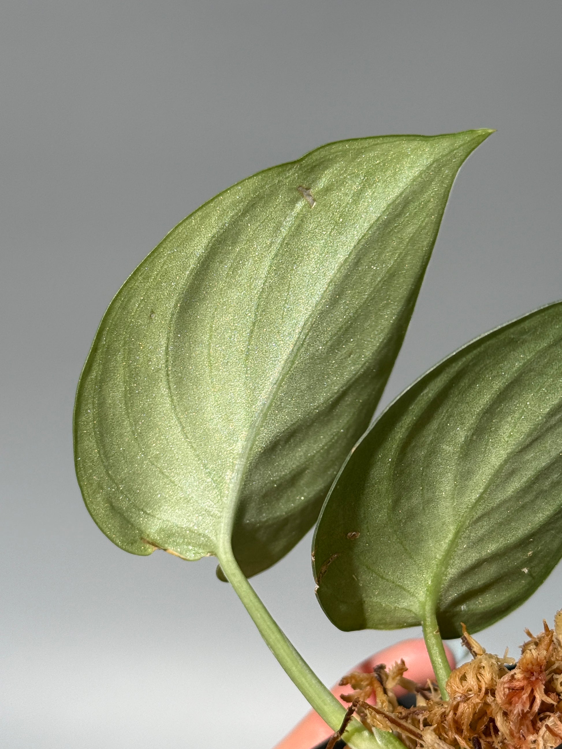 スキンダプサス グリーンベイン / Scindapsus Green vein (1)