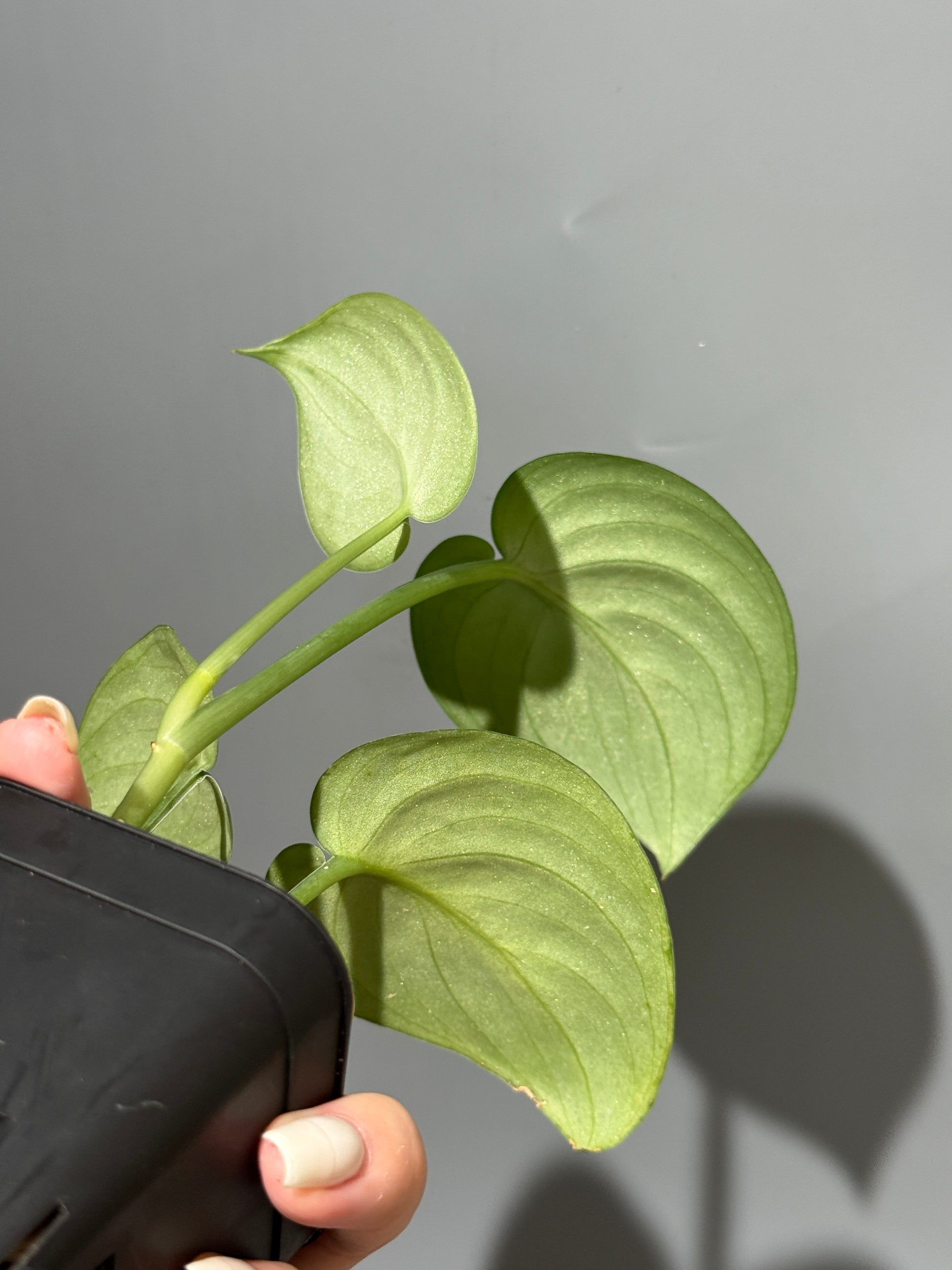 スキンダプサス Sp.バニュマス / Scindapsus Sp.Banyumas (2)