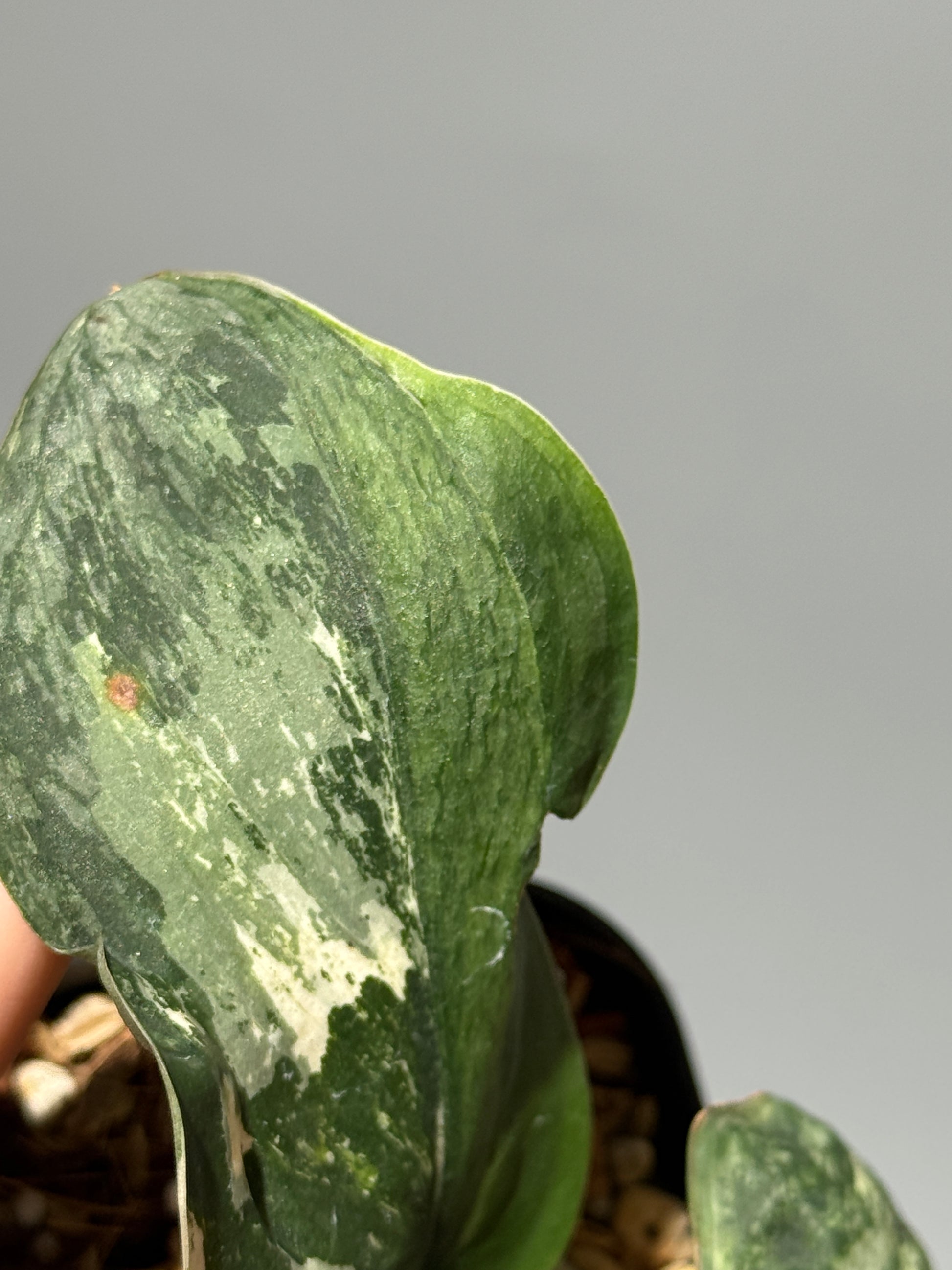 スキンダプサス シルバースプラッシュ ミューテーション/ Scindapsus Silver splash mutation  (3)