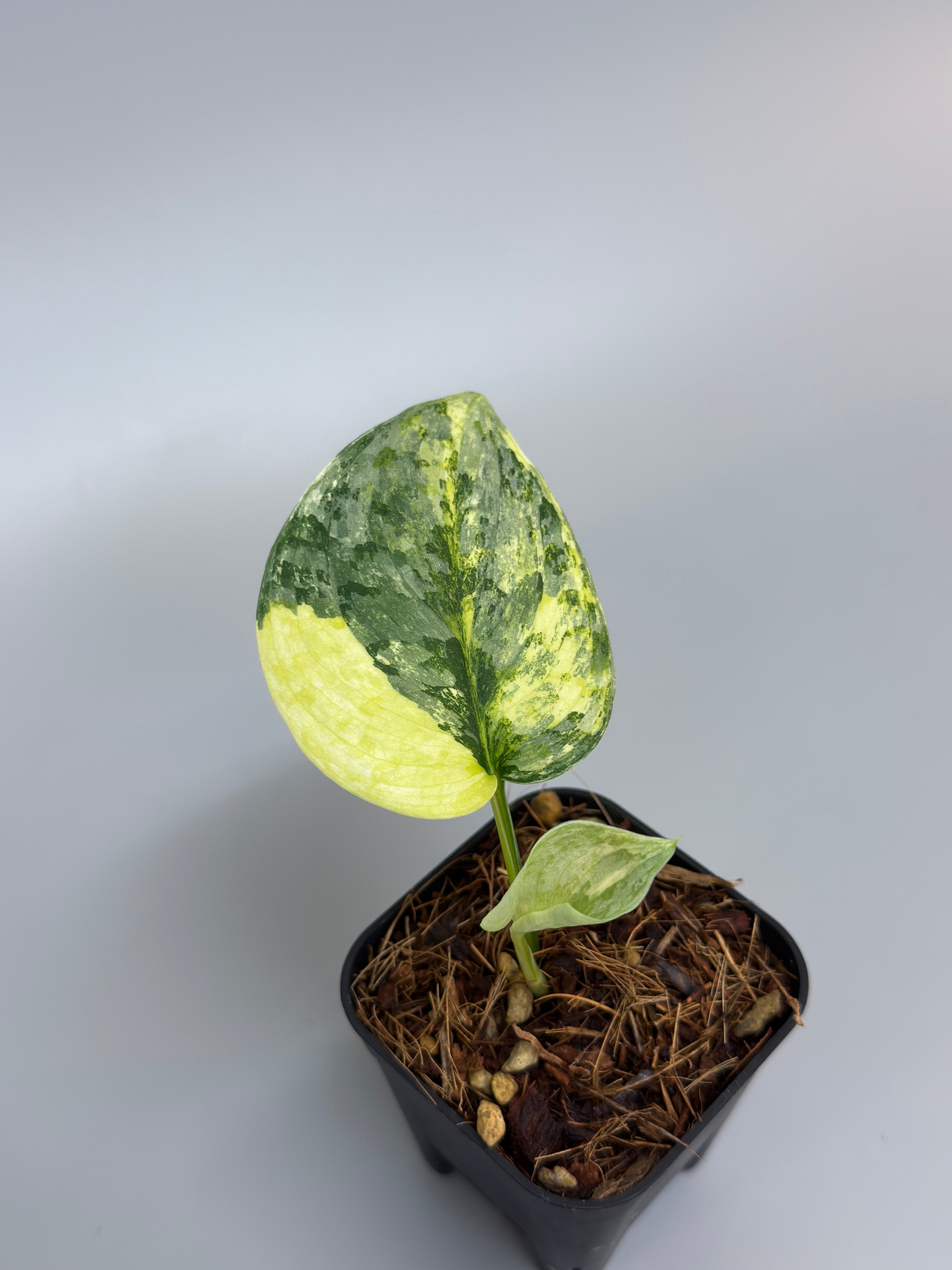 All Plants – Page 2 – Nakayama-Plants