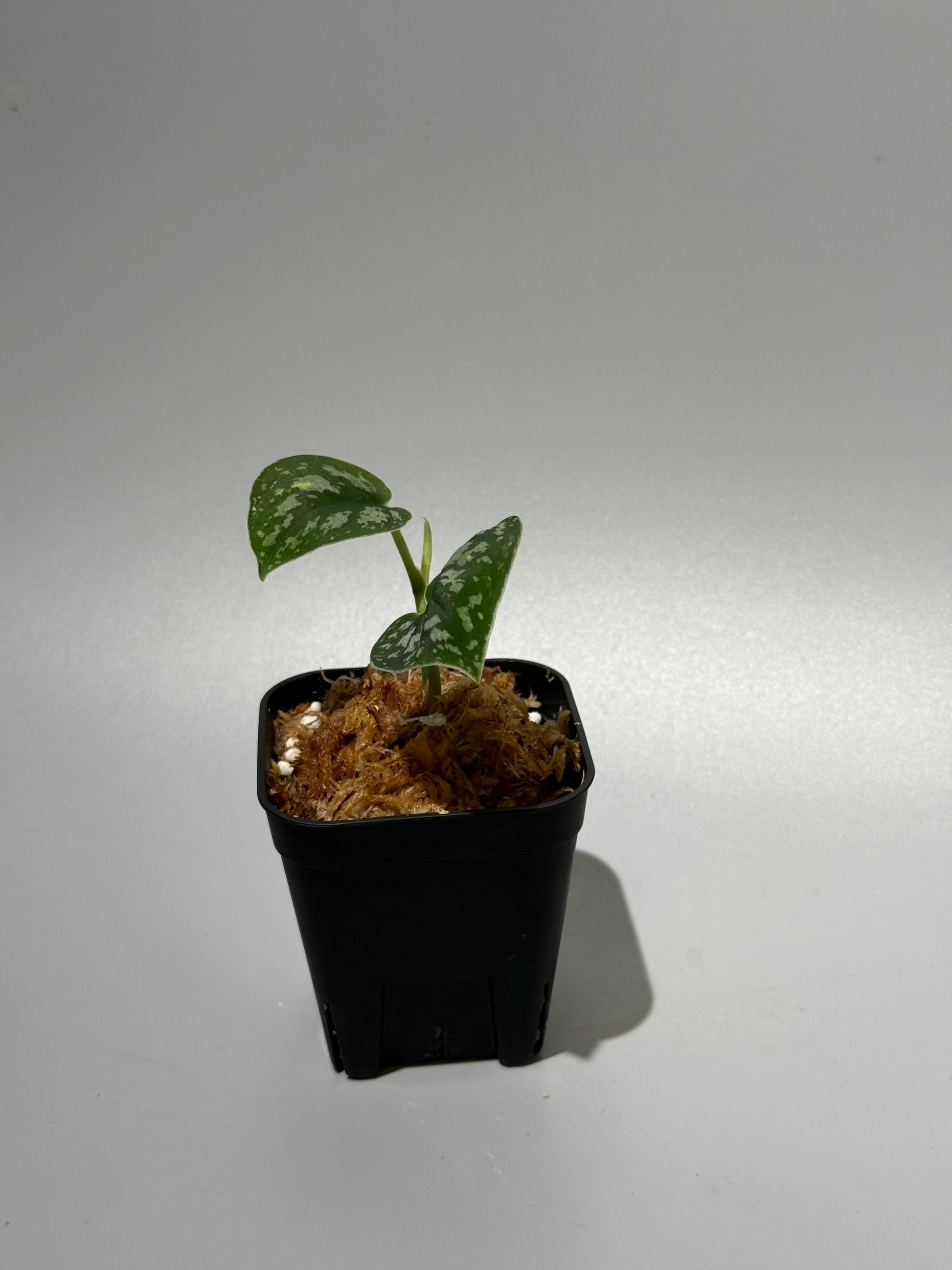 スキンダプサス トリカラー ダーク / Scindapsus Tricolor dark (1)