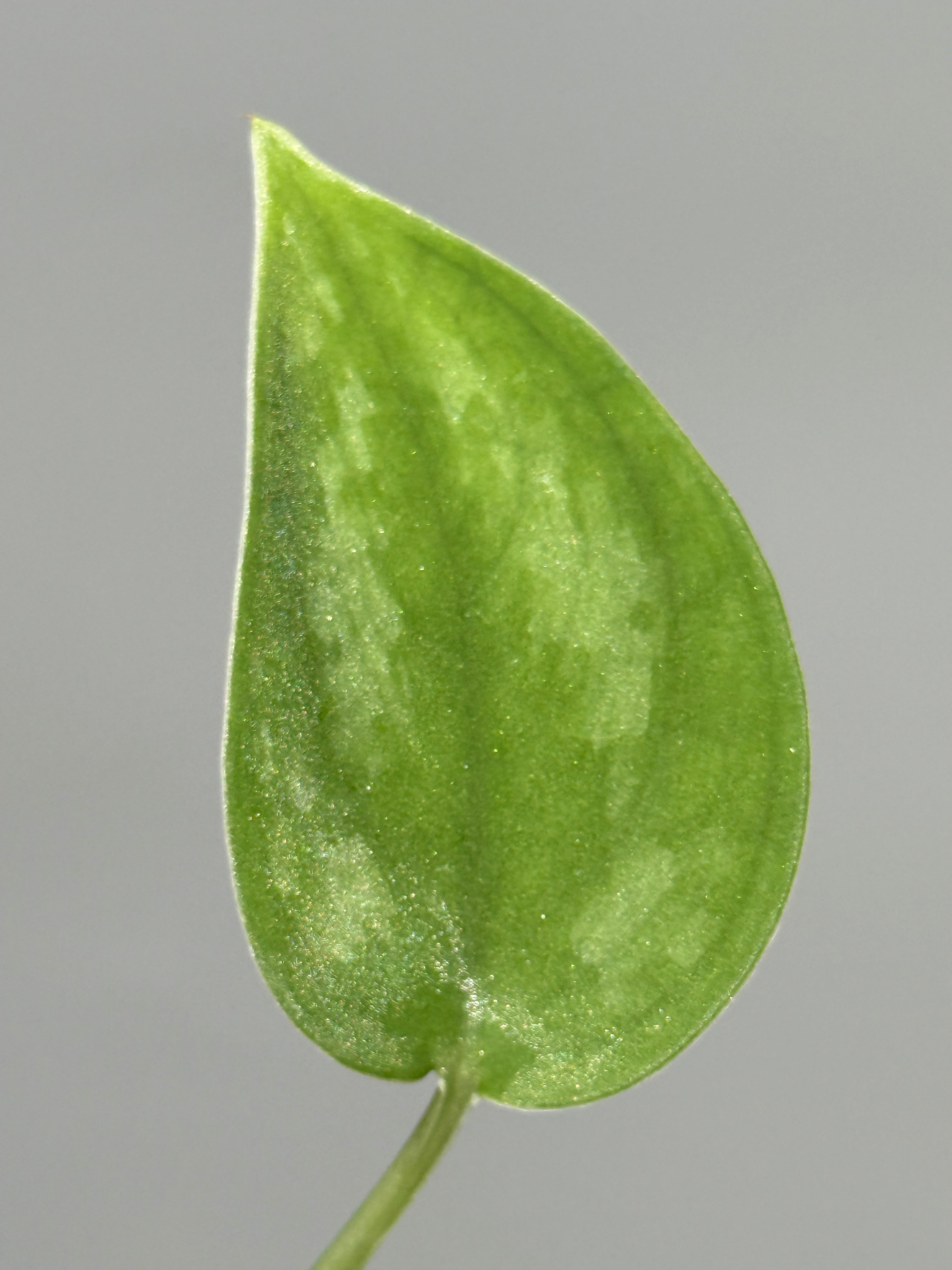 All Plants – Page 2 – Nakayama-Plants