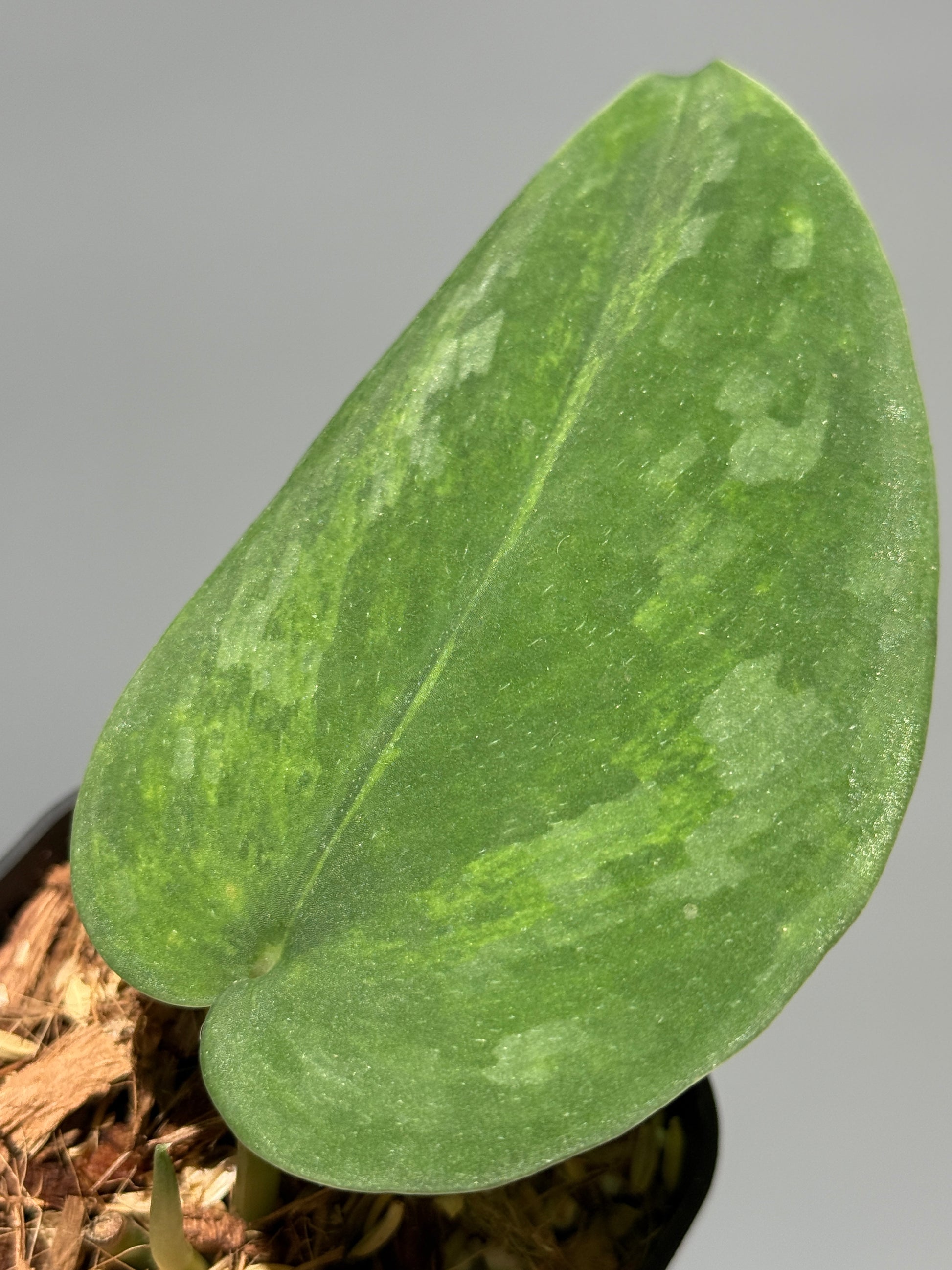 スキンダプサス グリーン エメラルド / Scindapsus green emerald (1)