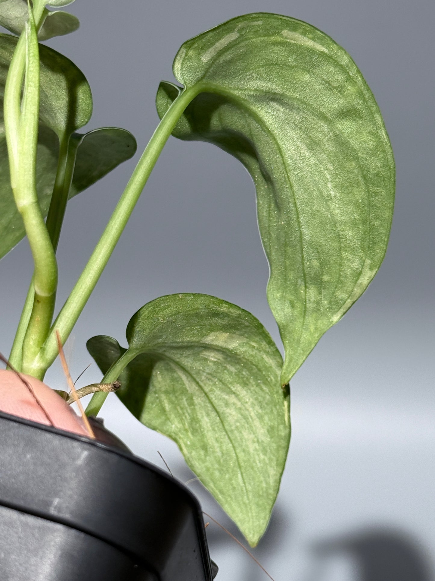 スキンダプサス レオパード / Scindapsus Leopard (2)