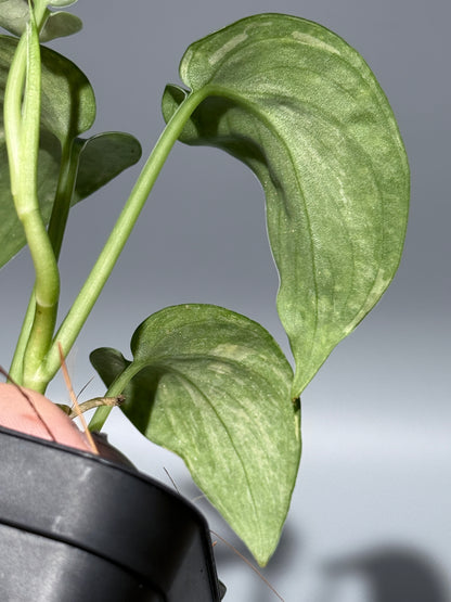 スキンダプサス レオパード / Scindapsus Leopard (2)