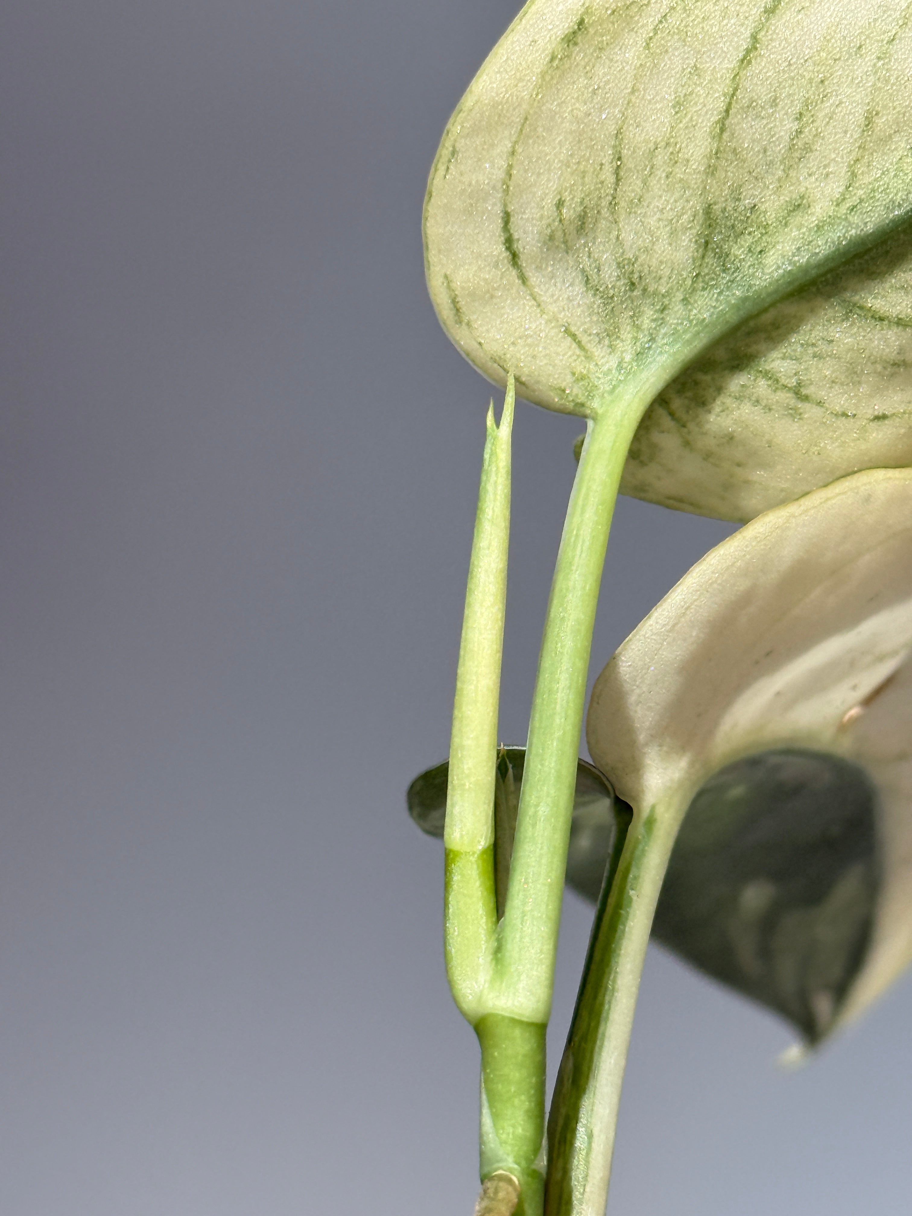 スキンダプサス マリポーサ / Scindapsus Mariposa(1) – Nakayama-Plants