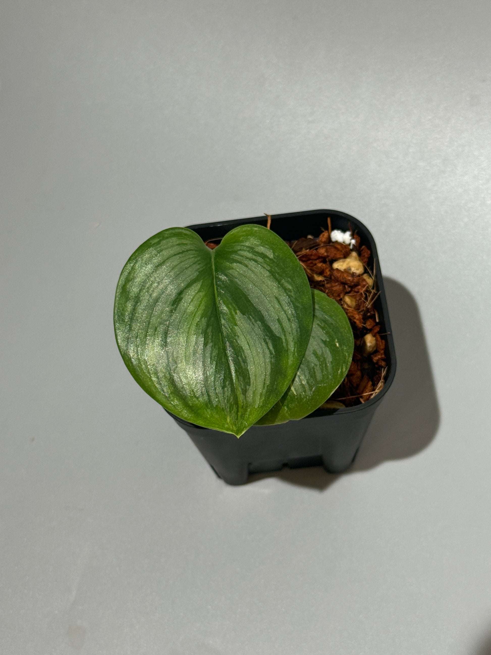 スキンダプサス ルビコン 斑入り  / Scindapsus Rubicon var.  (1)