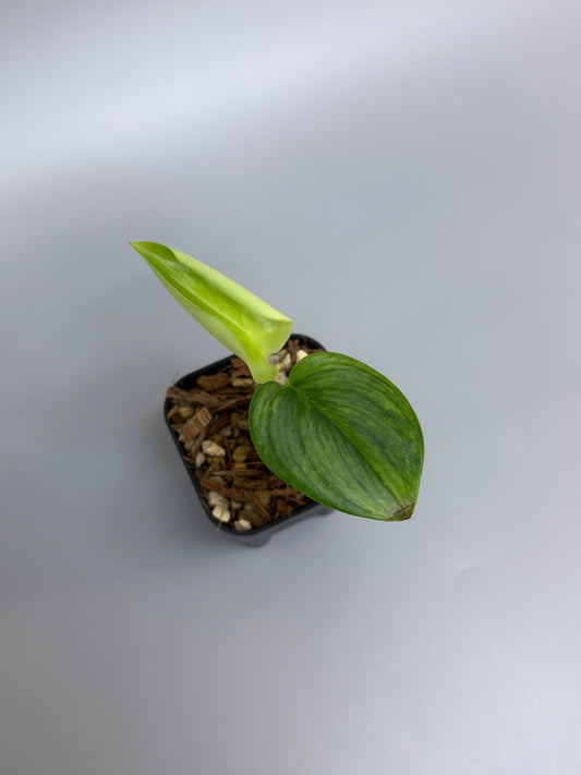 スキンダプサス ルビコン GOG  / Scindapsus rubicon GOG  (1)