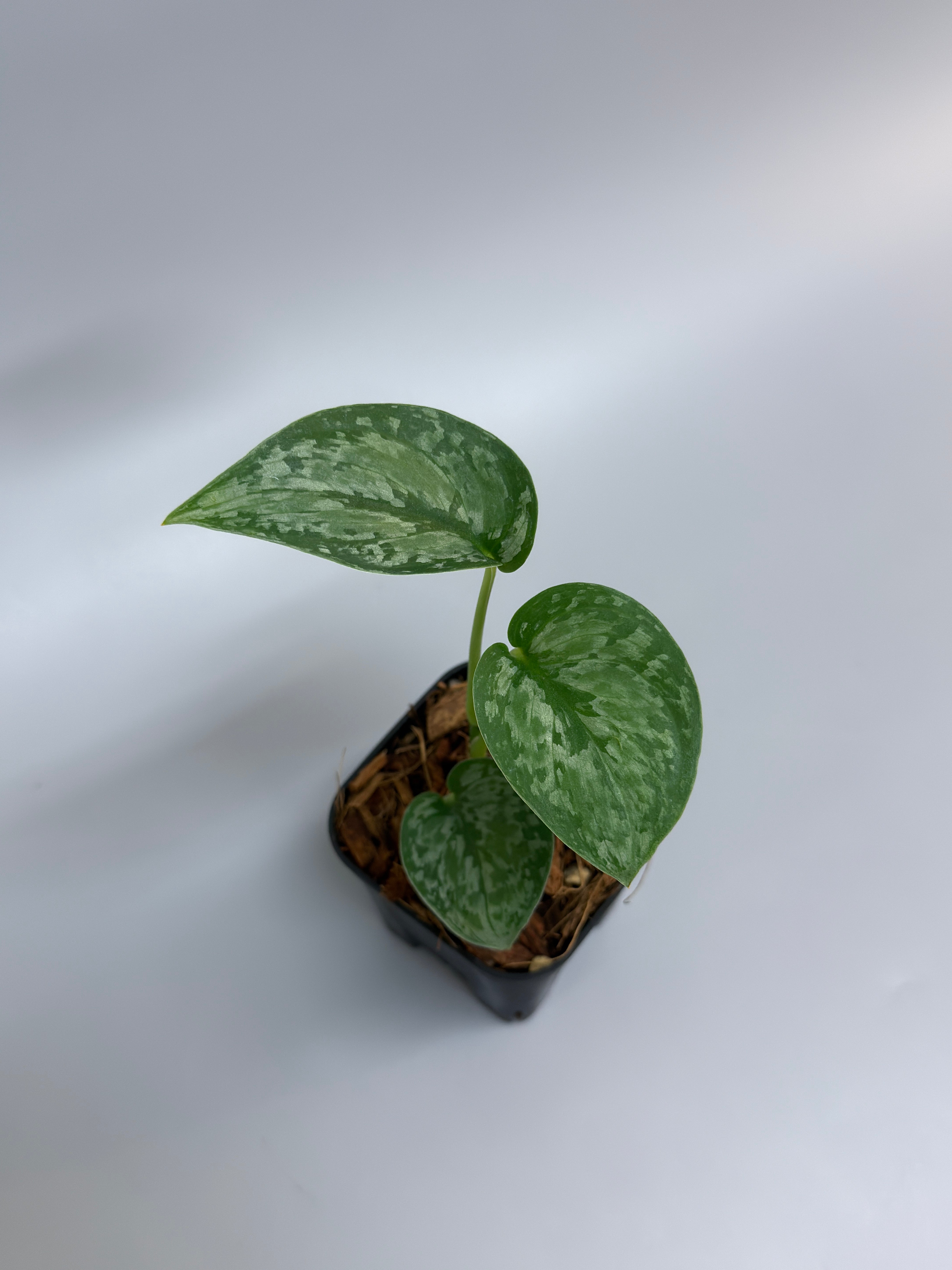 All Plants – Nakayama-Plants