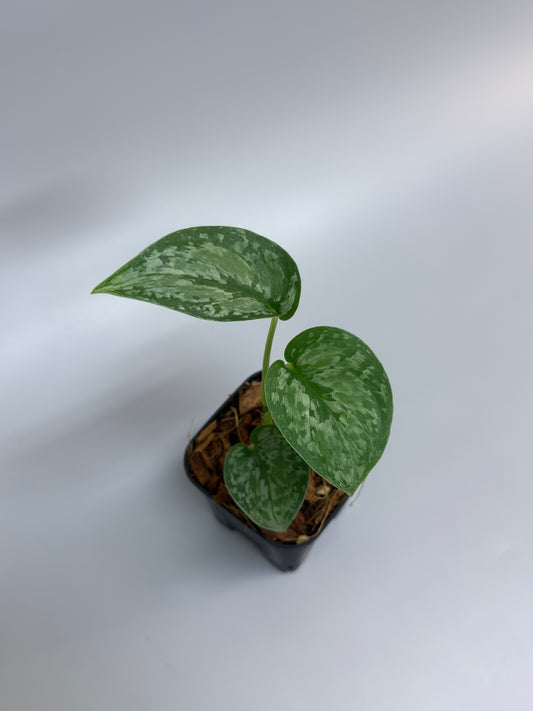 スキンダプサス ダーク クラウド Sp. ボルネオ / Scindapsus Dark cloud Sp. borneo (1)