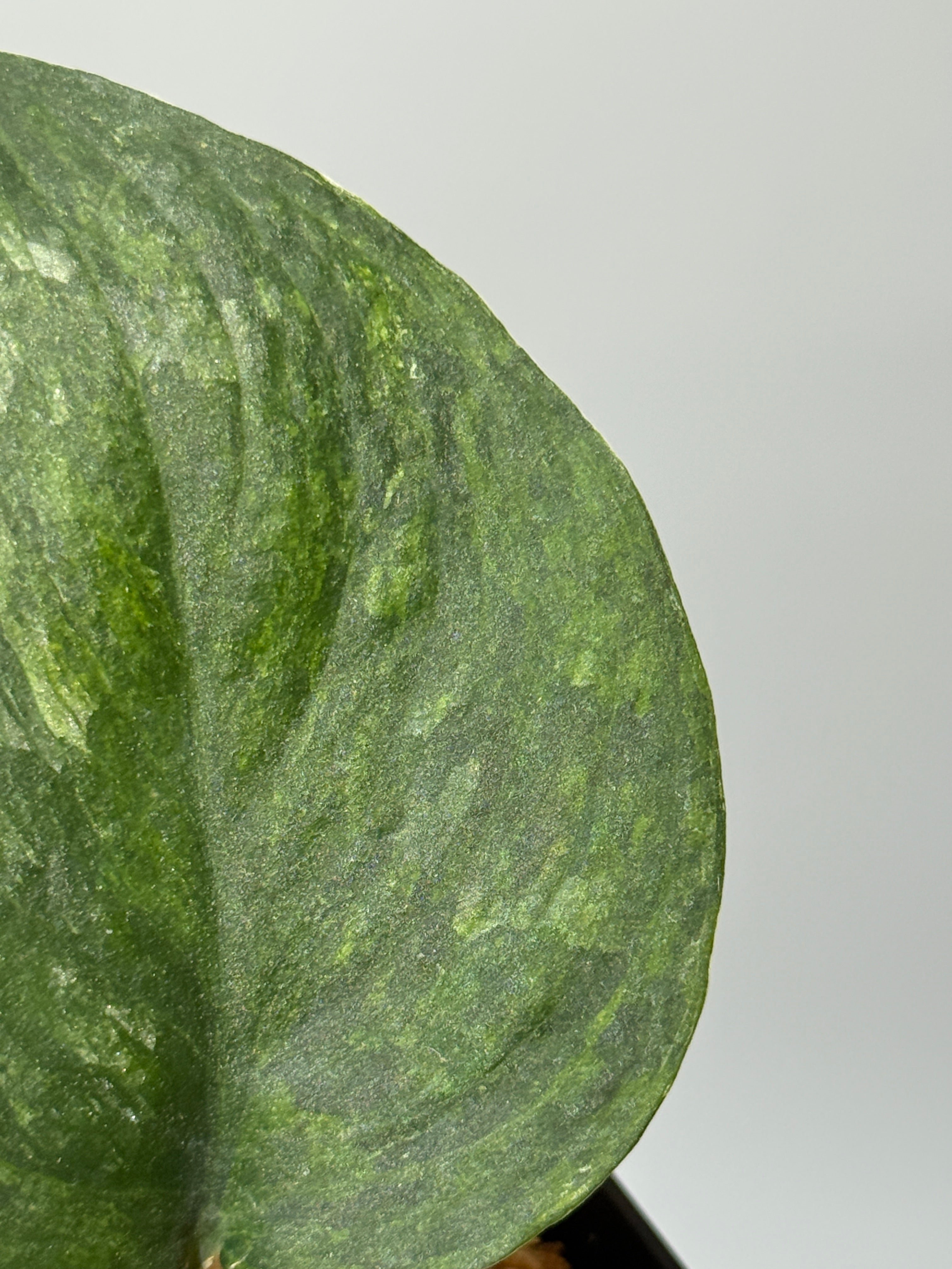 新着商品 – Nakayama-Plants
