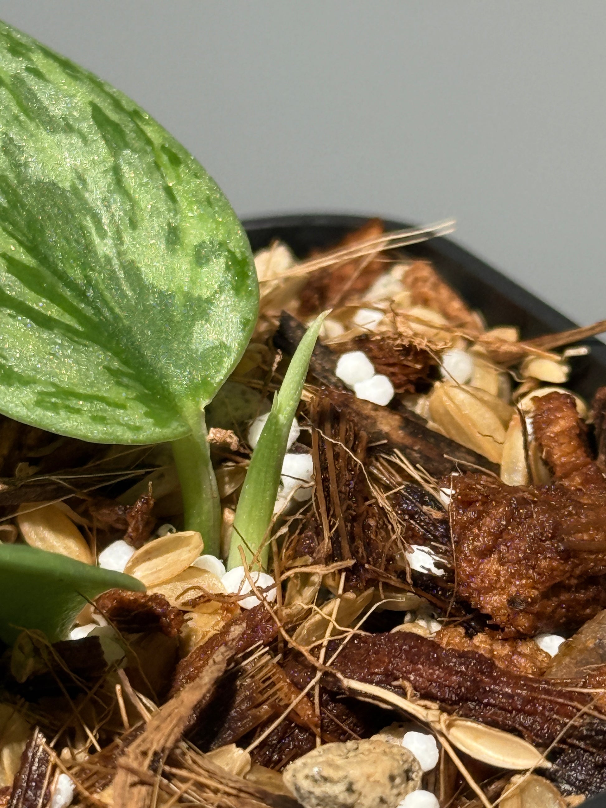 スキンダプサス グリーン アーミー トリカラー / Scindapsus Green army tricolor (1)