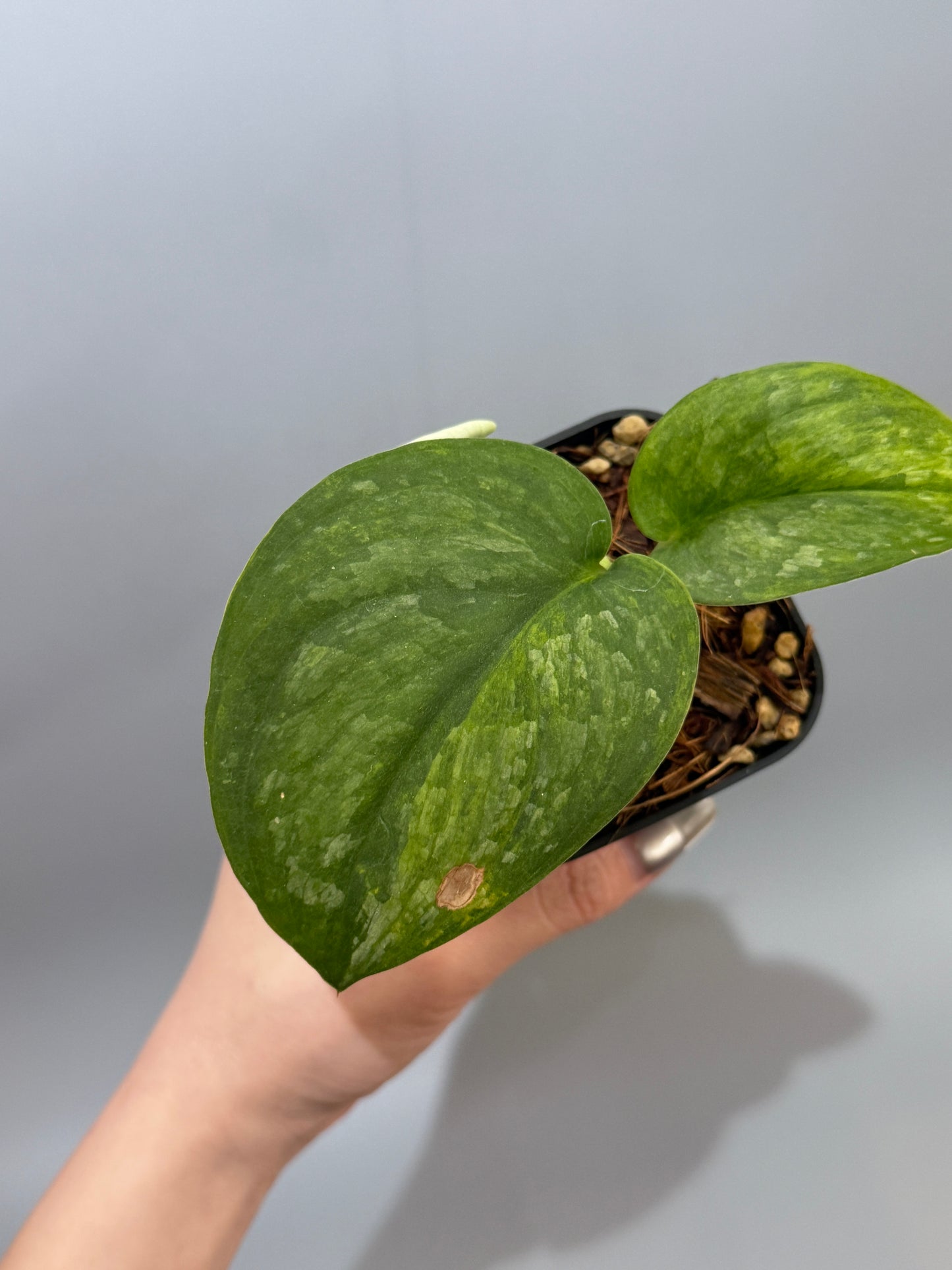 スキンダプサス グリーン ドラゴン / Scindapsus Green dorgon (1)