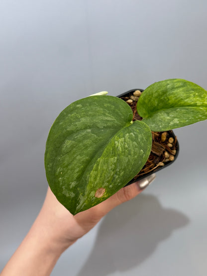 スキンダプサス グリーン ドラゴン / Scindapsus Green dorgon (1)