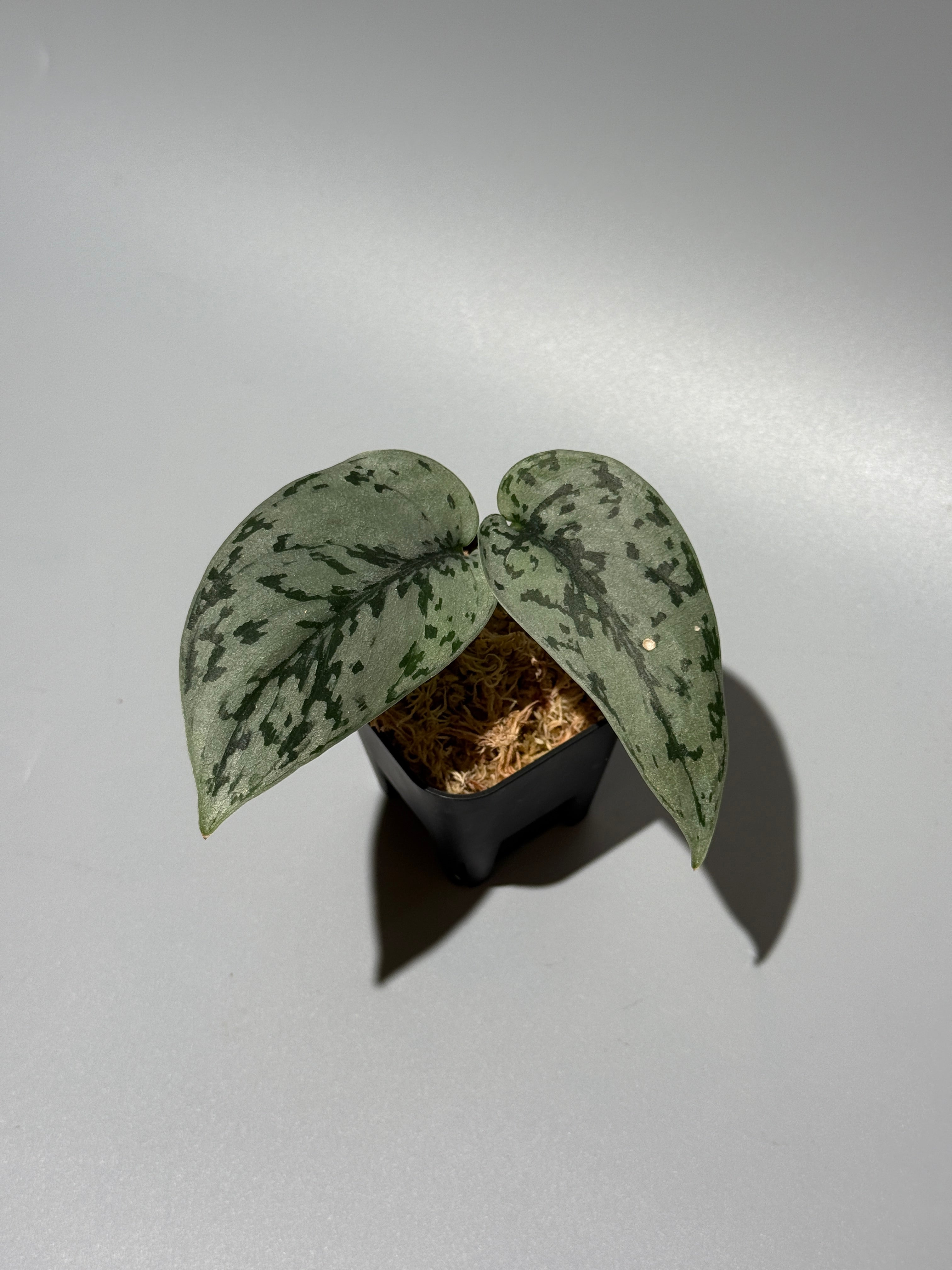 All Plants – Nakayama-Plants