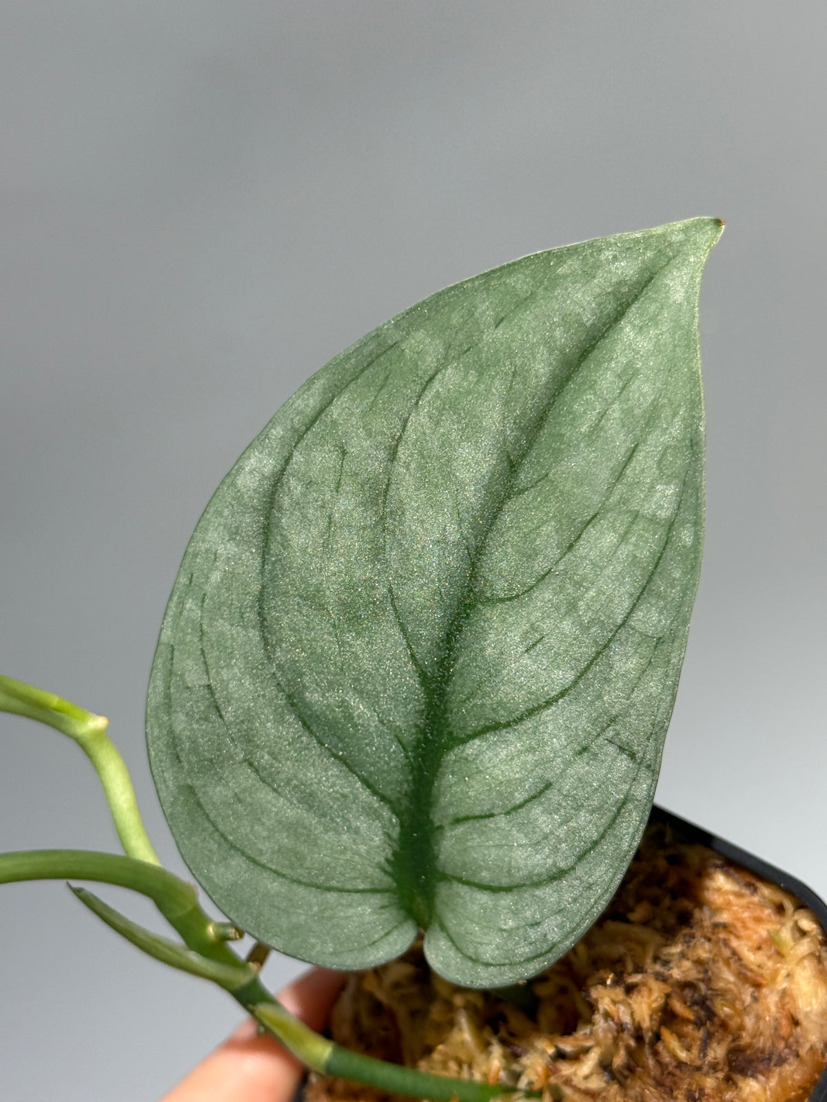スキンダプサス グリーンベイン / Scindapsus Green vein (1)
