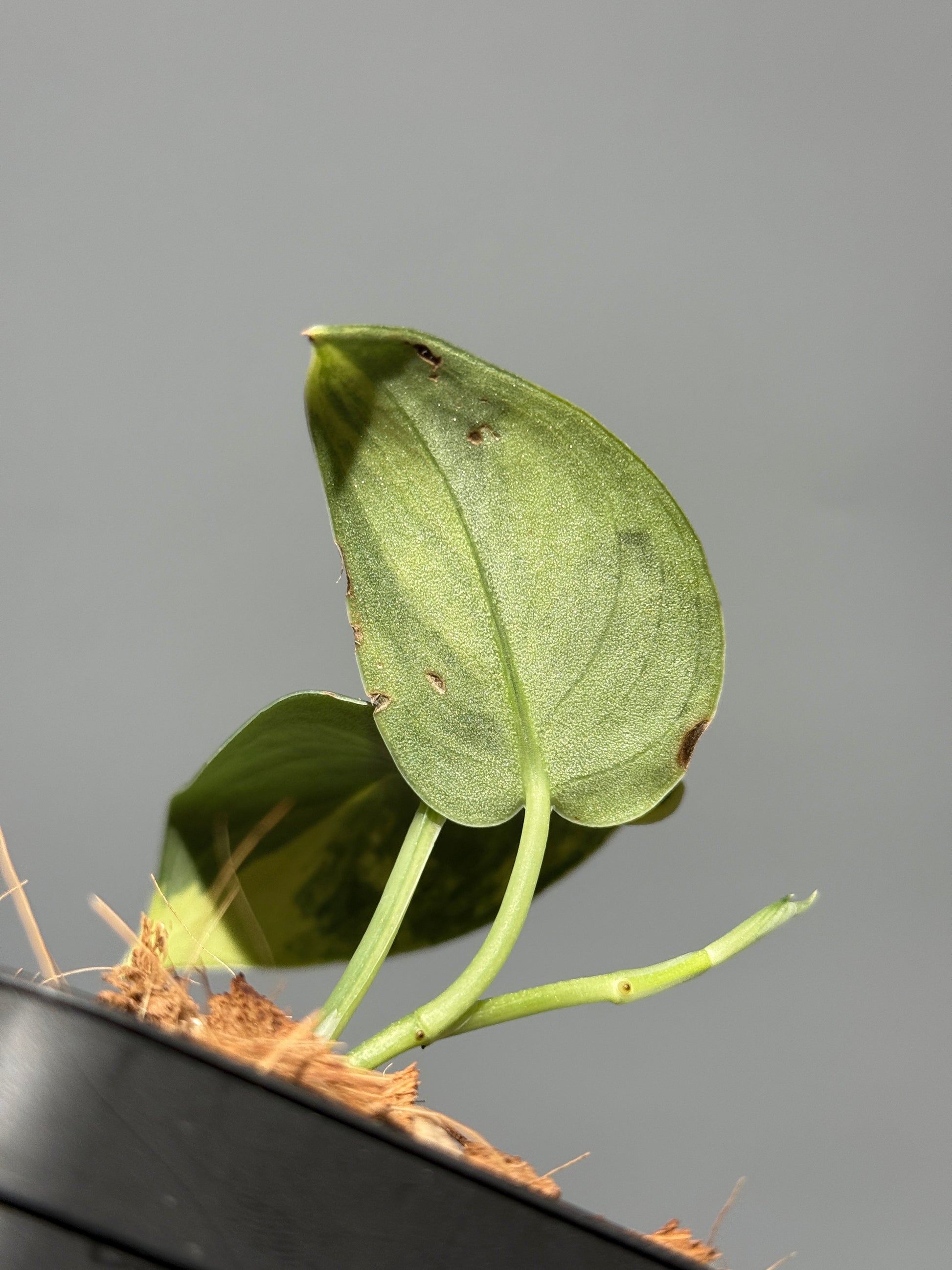 スキンダプサス グリーン ダイヤモンド / Scindapsus Green diamond (2)