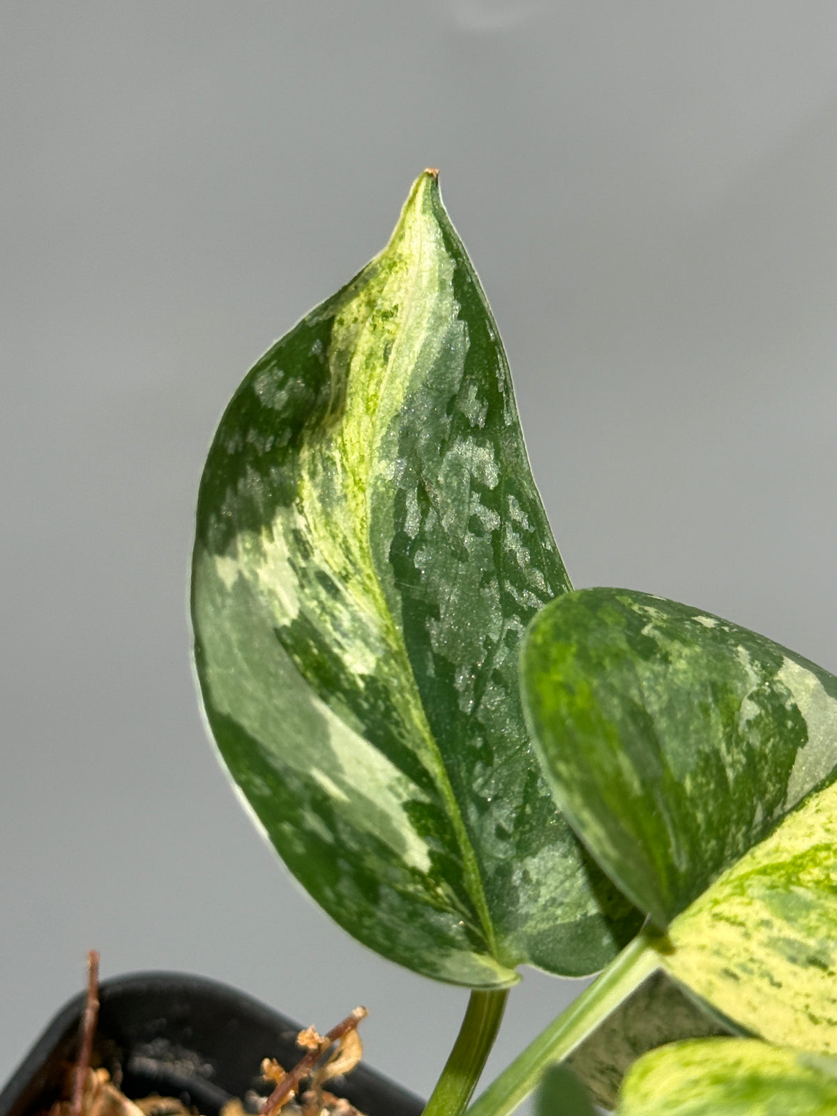 スキンダプサス エキゾチカ サラカ トリカラー  / Scindapsus Exotica salaka toricolor (1)