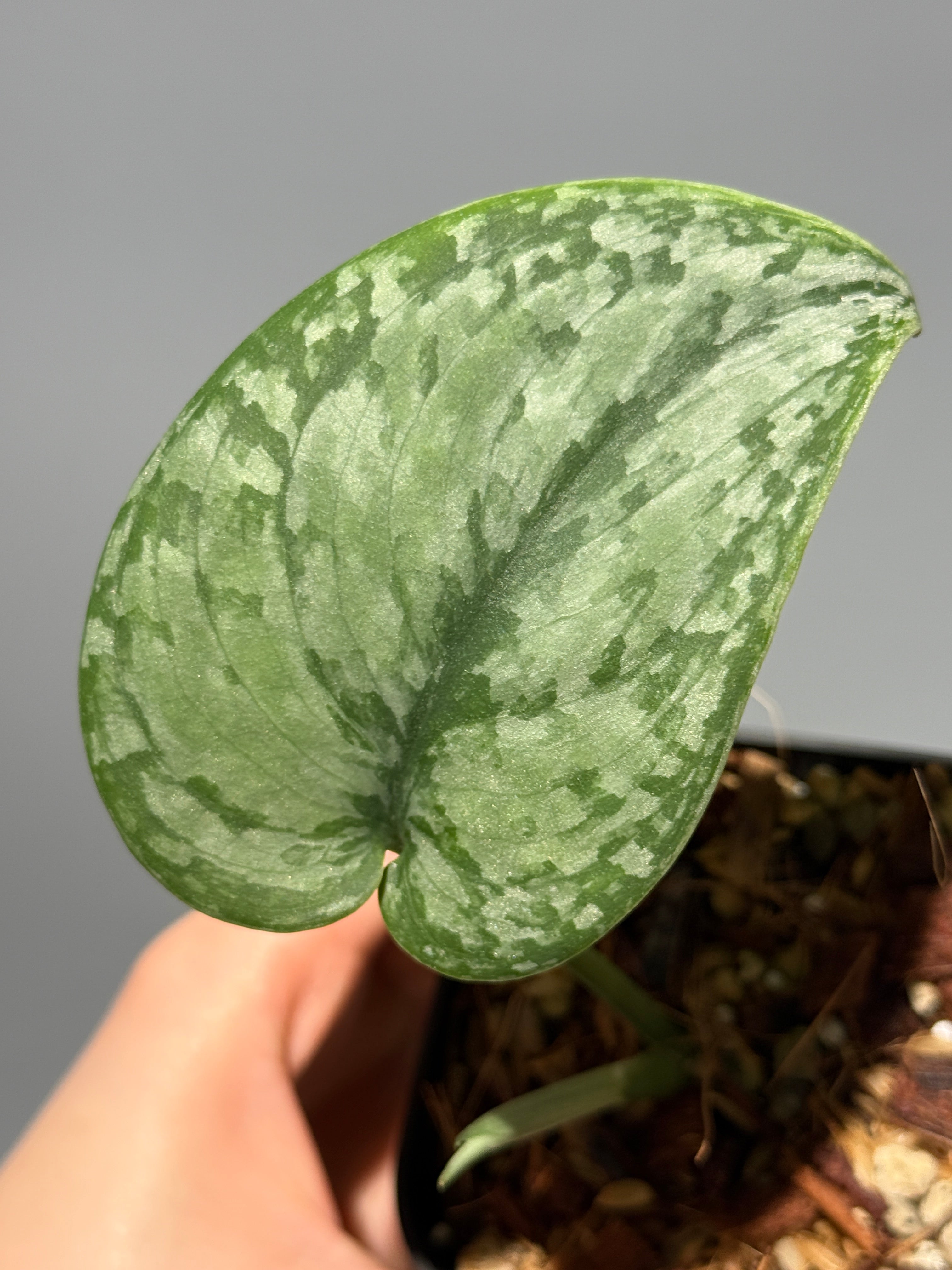 超レア　スキンダプサス　YUSAN スキンダプサス sp.サラク / Scindapsus sp.salak (1) – Nakayama-Plants