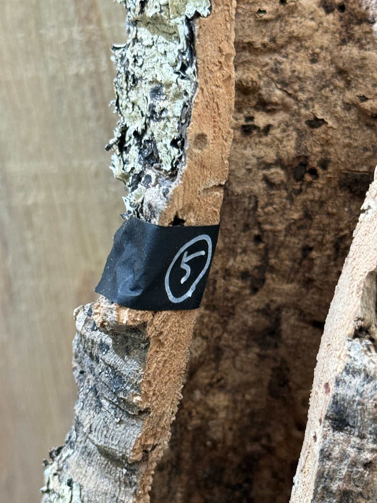 ダプコルク 登り / DAPCORK NOBORI (5)