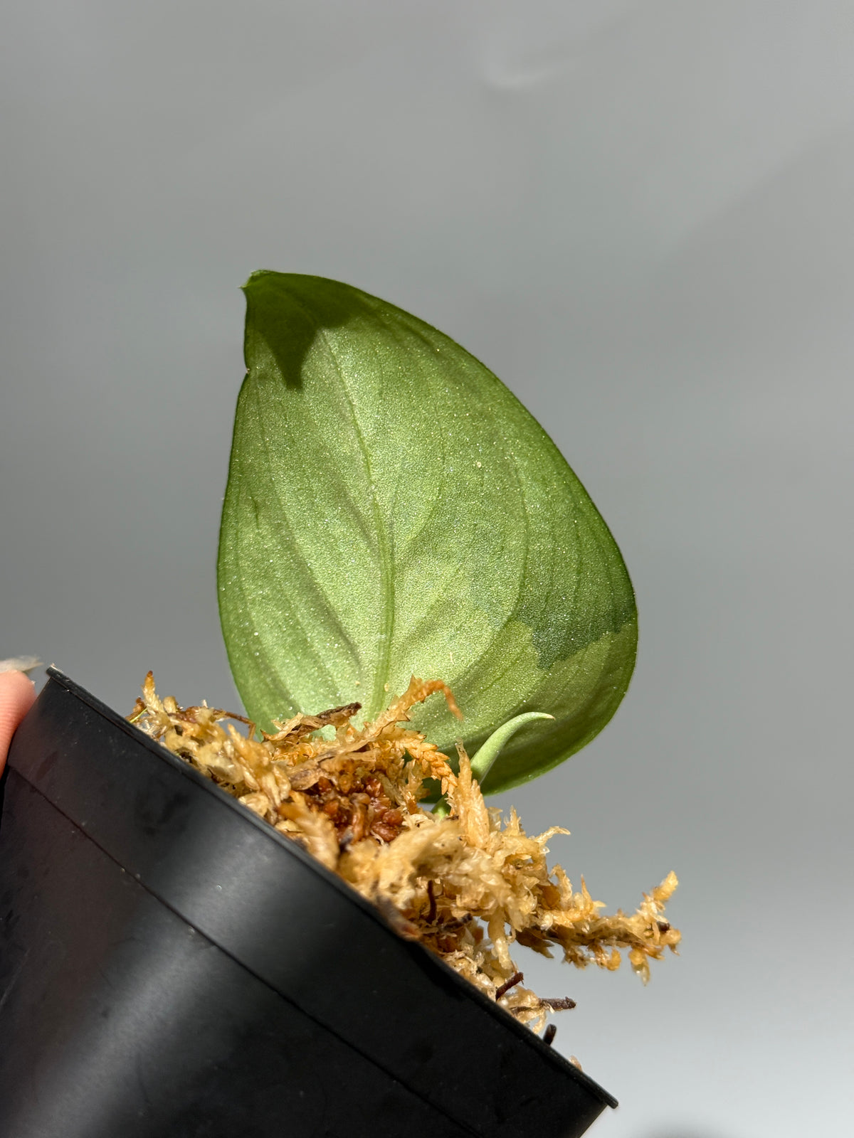 スキンダプサス アルギレウス マクマク / Scindapsus Argyraeus makumaku (2)