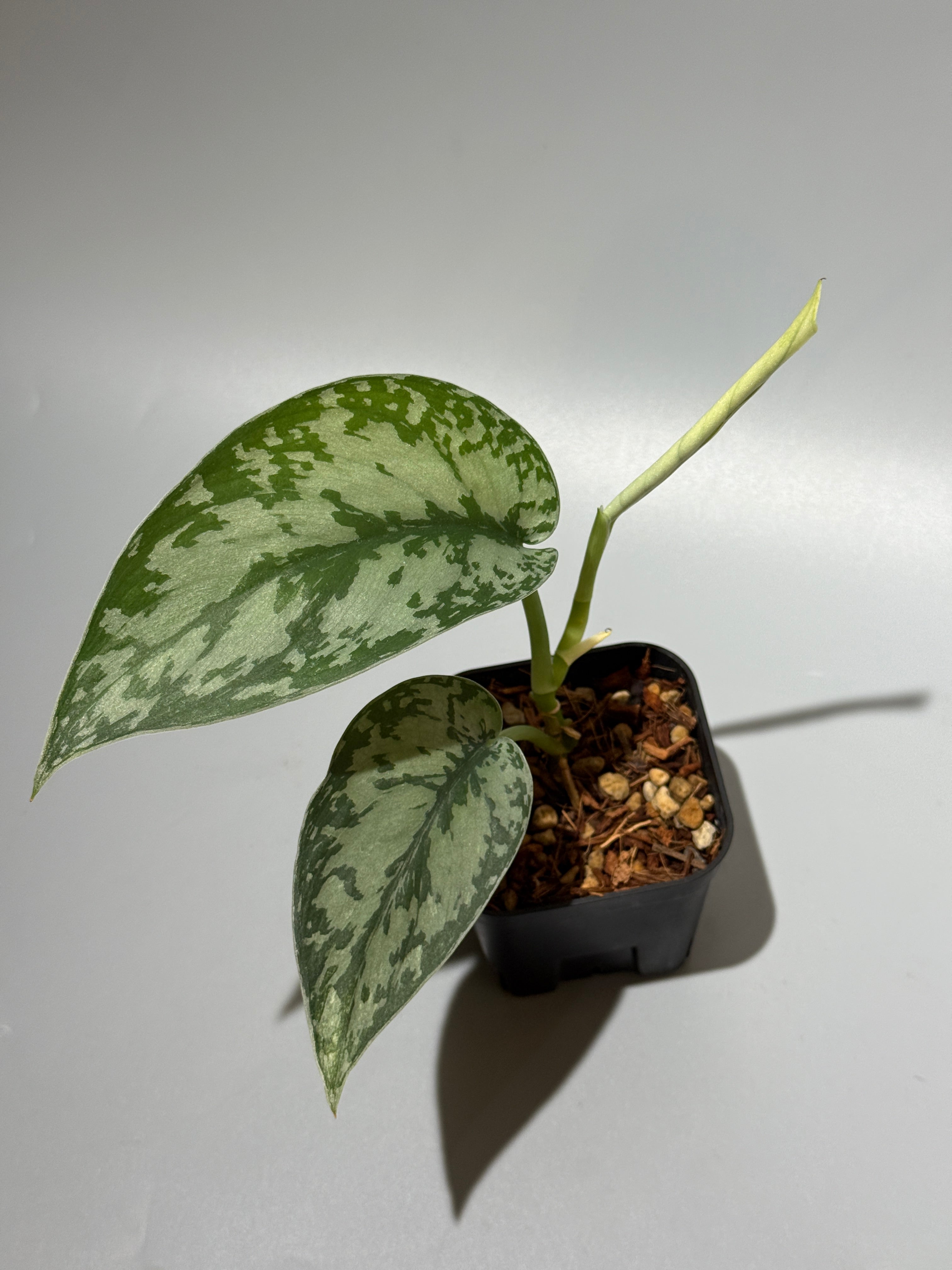 スキンダプサス　ラカンビニ　F3 スキンダプサス ラカンビニ / Scindapsus Lakambini (1) – Nakayama-Plants