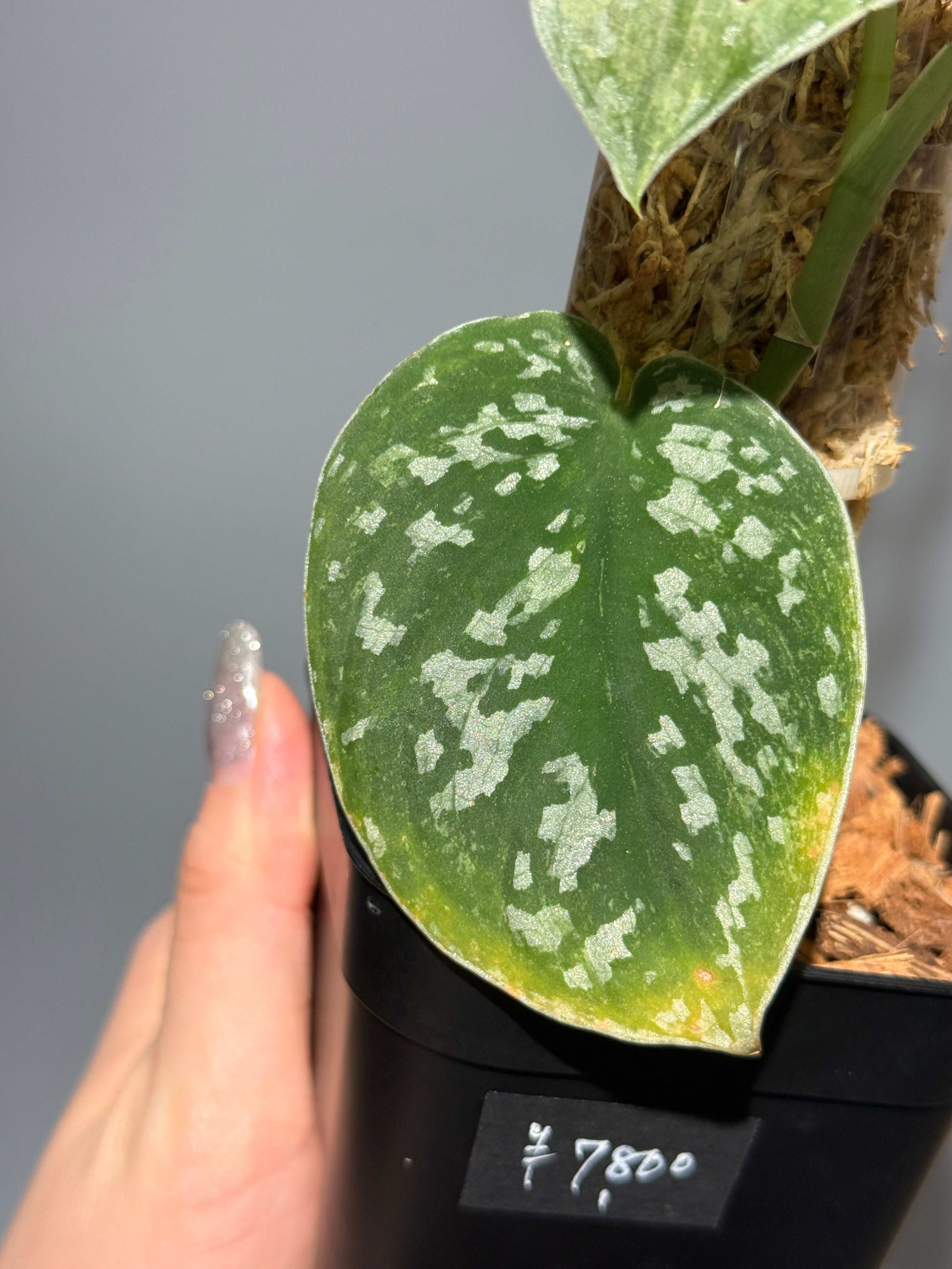 スキンダプサス ネビュラ / Scindapsus Nebula (PH1) – Nakayama-Plants