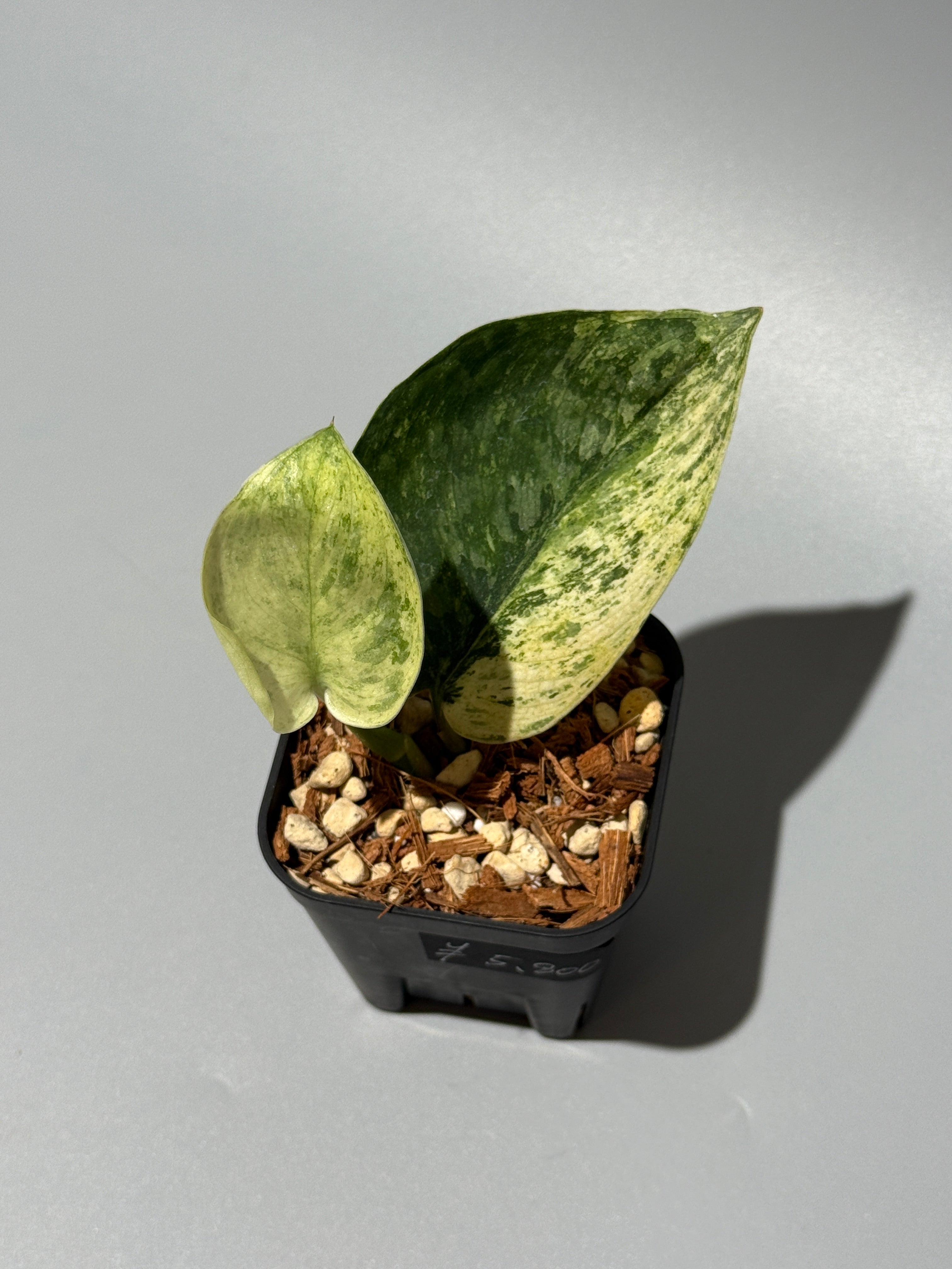 All Plants – Nakayama-Plants