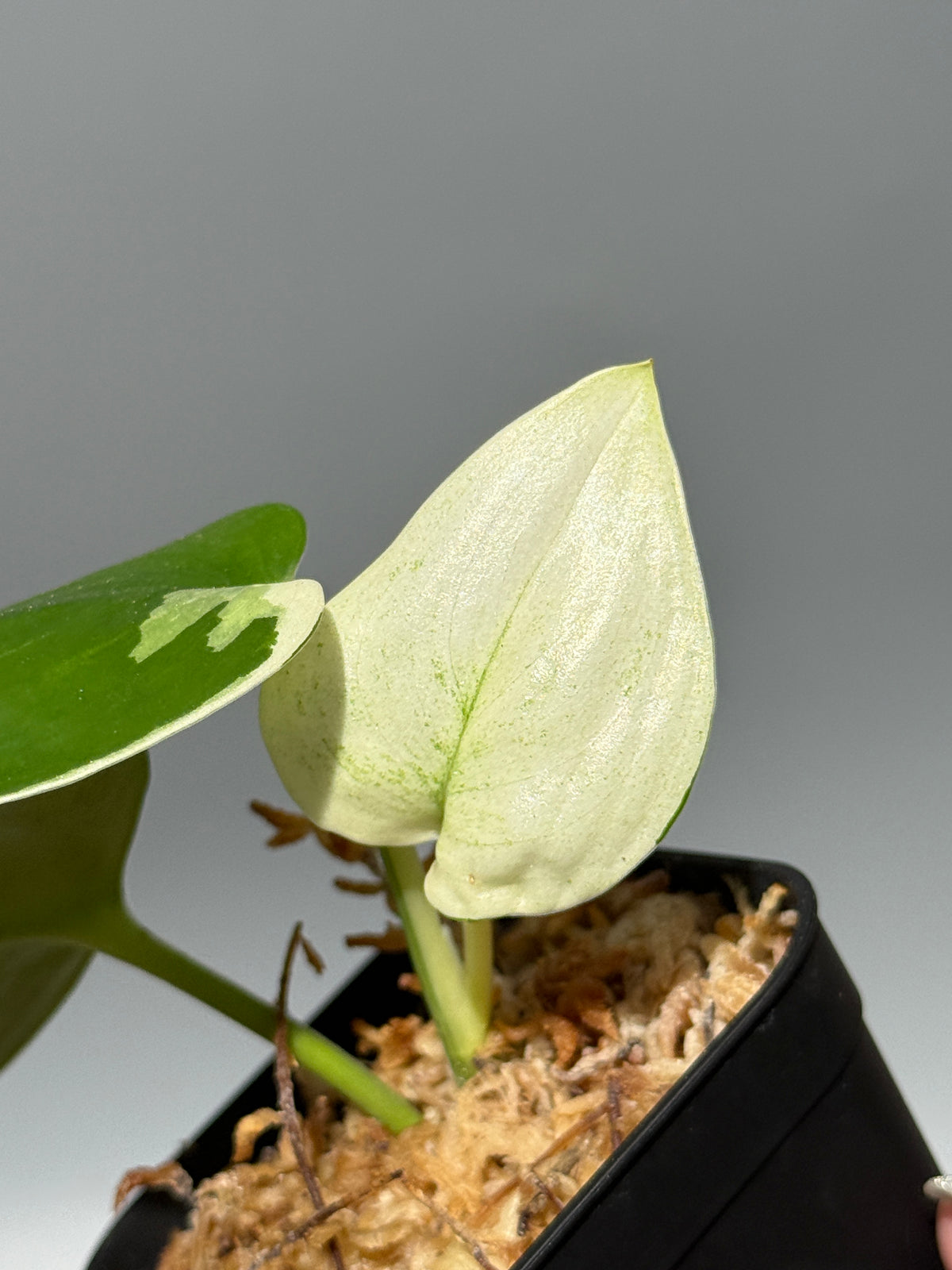 スキンダプサス トレビー ムーンライト 斑入り  / Scindapsus treubii moonlight var. (1)